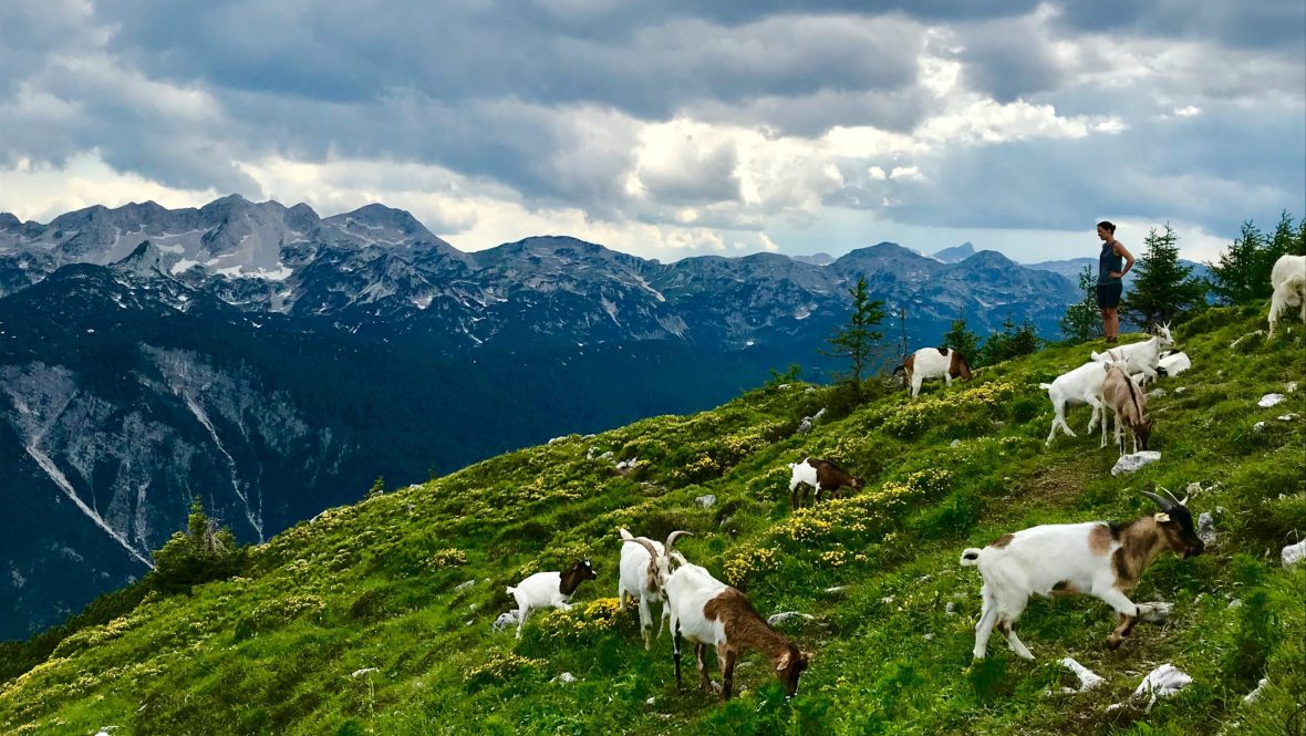 Goats graze on a green hillside with dramatic mountain peaks in the distance at Triglav National Park in Slovenia