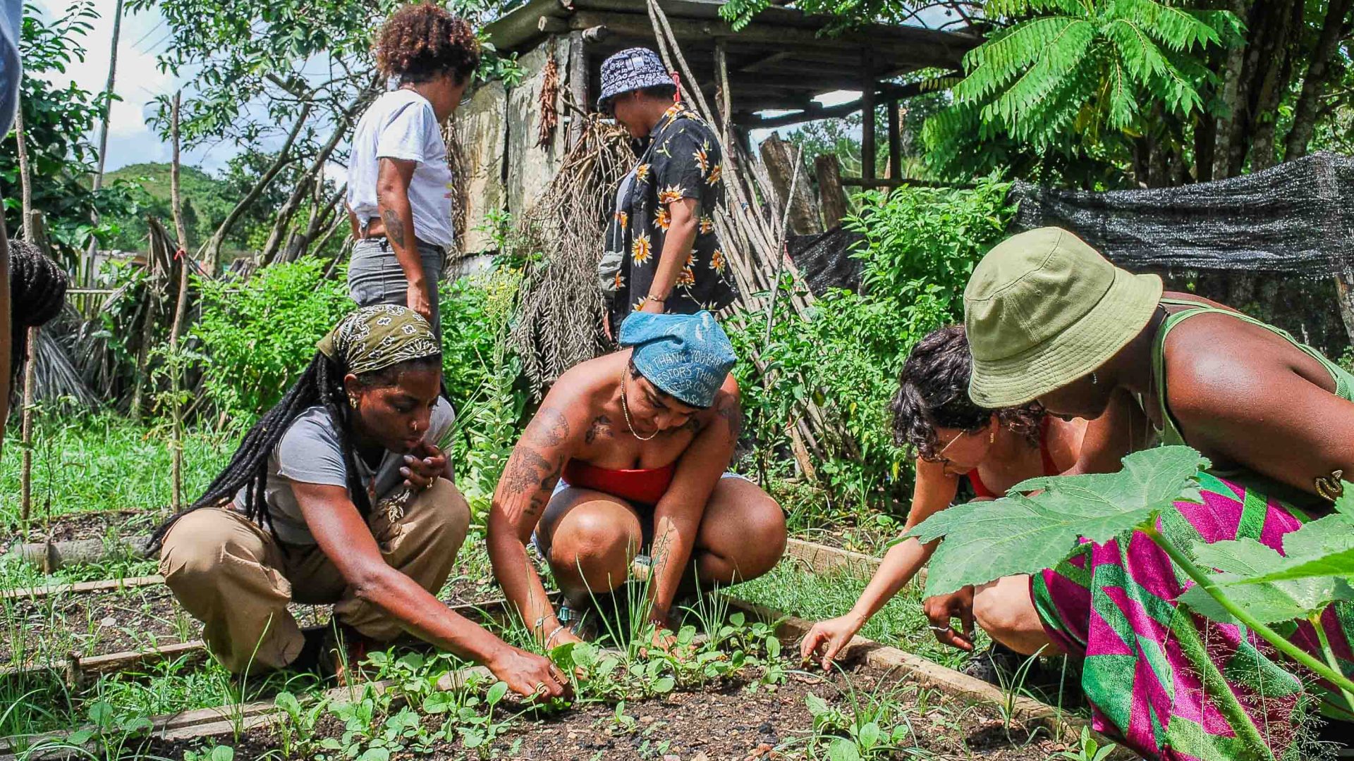 A group of people tend to a garden.