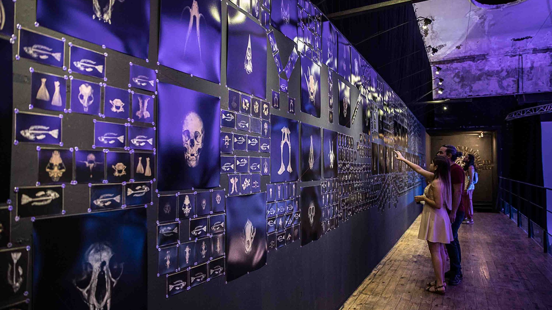 People look at a gallery installation in purple and black.