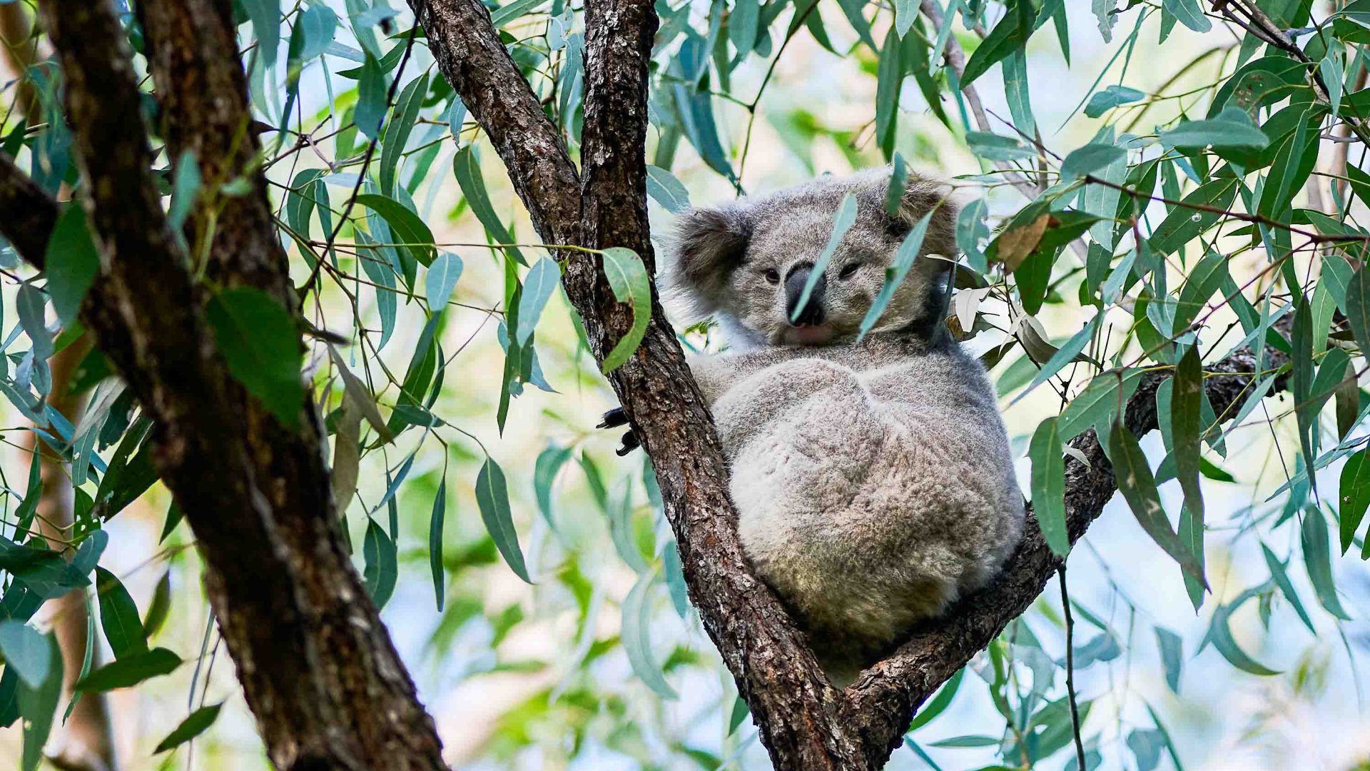 Koalas are at risk, what is Australia doing about it? | Adventure.com