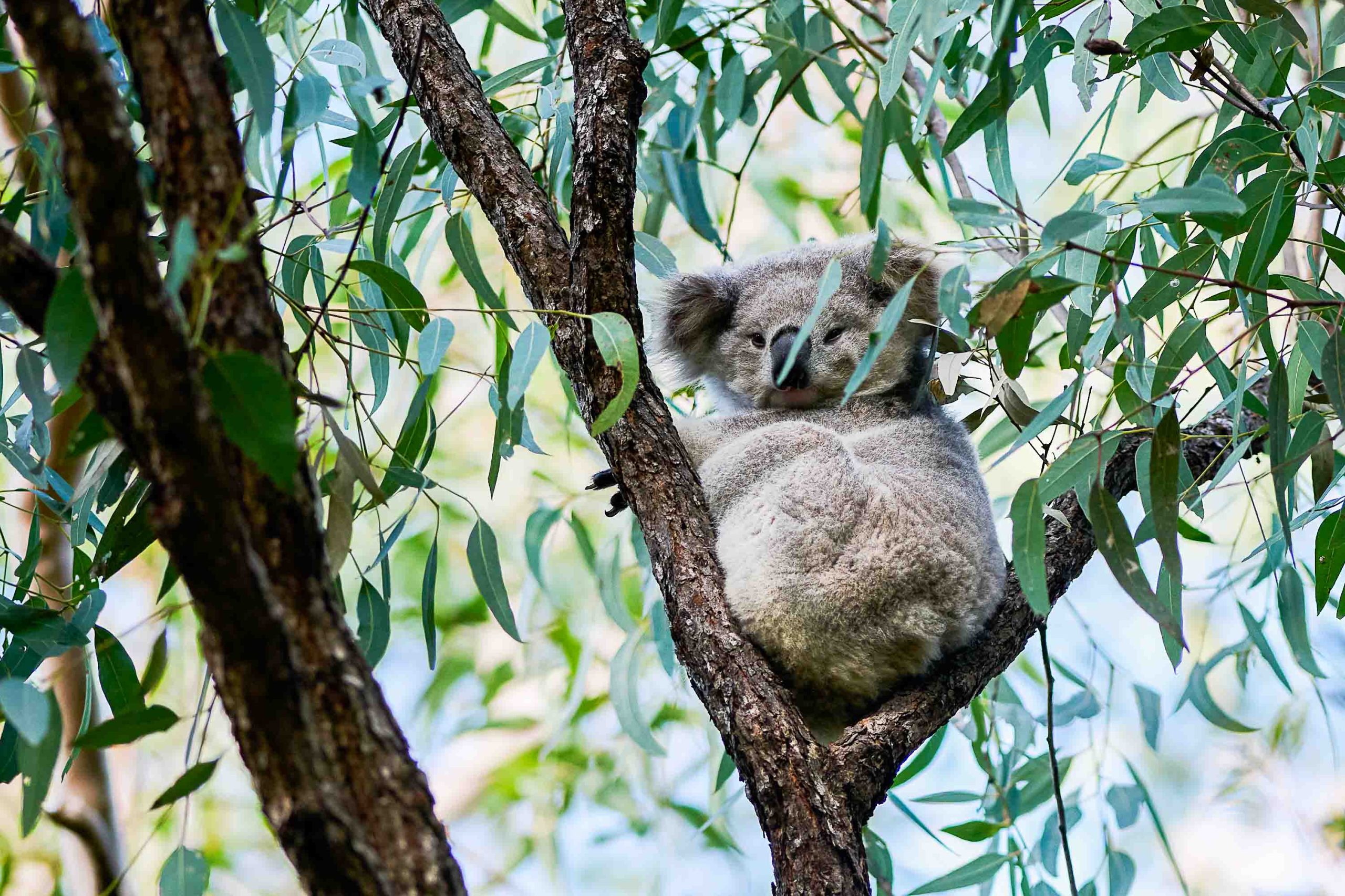 Koalas Habitat LONGLEAT Koala Habitat Nautilus