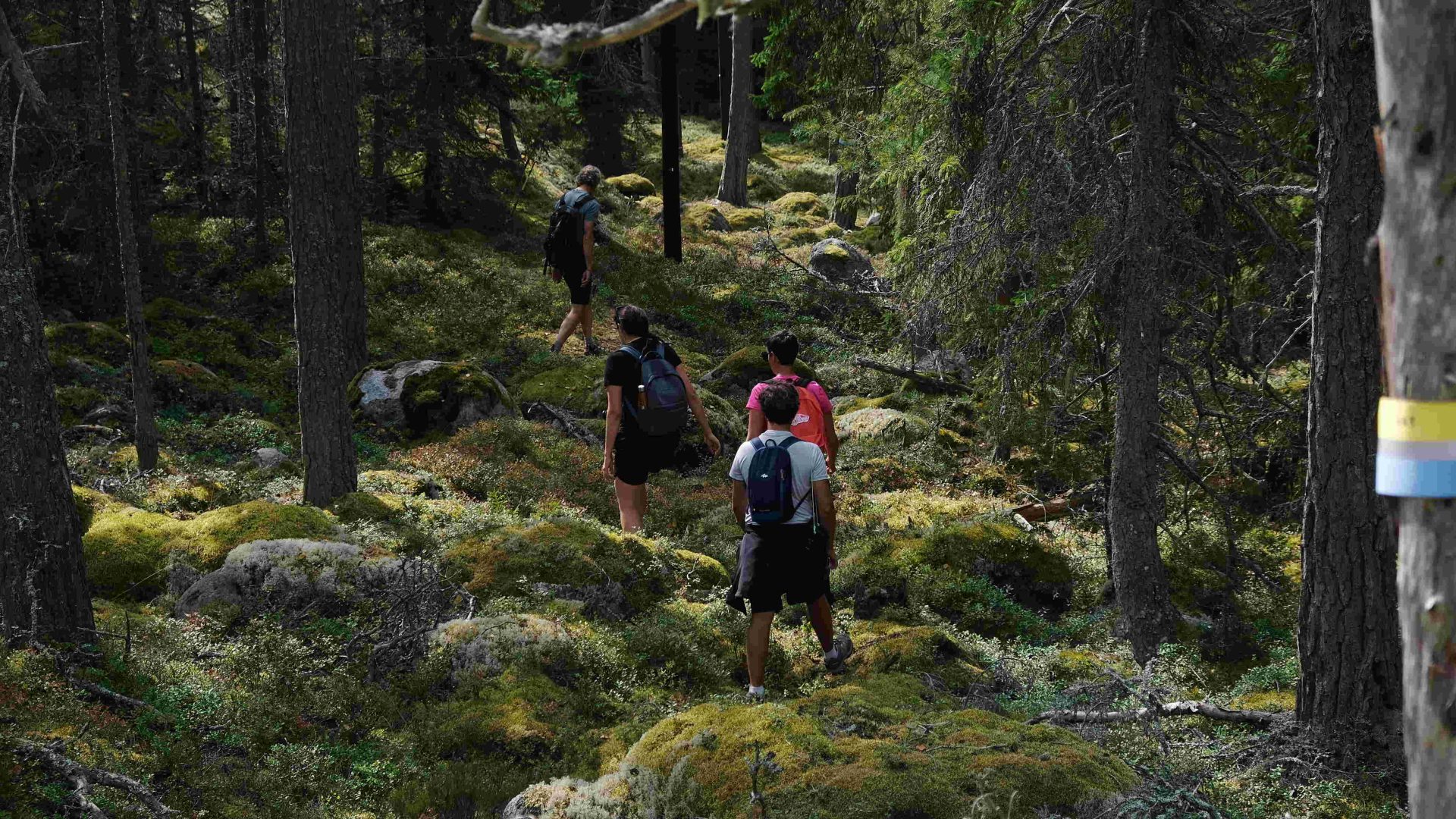 Hikers walk up a mossy hill on the Stockholm Archipelago Trail