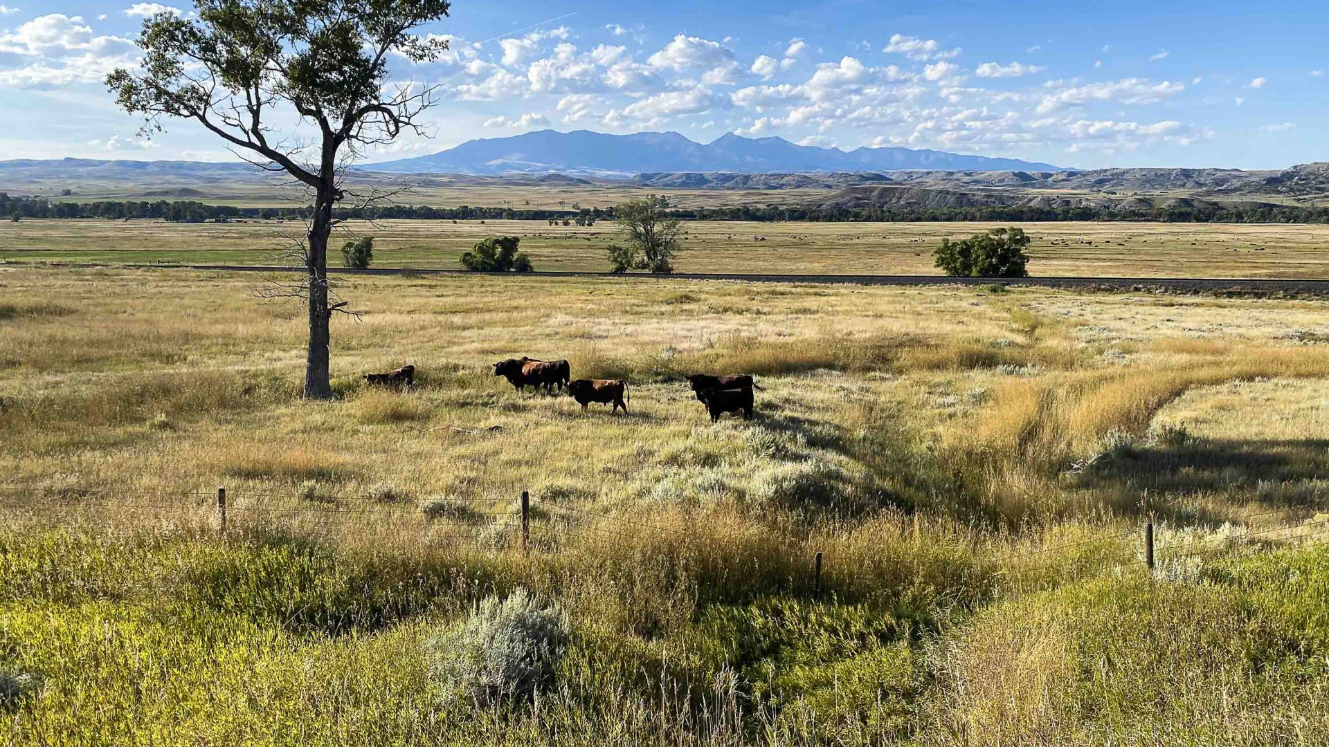 Grasslands with Bison grazing.