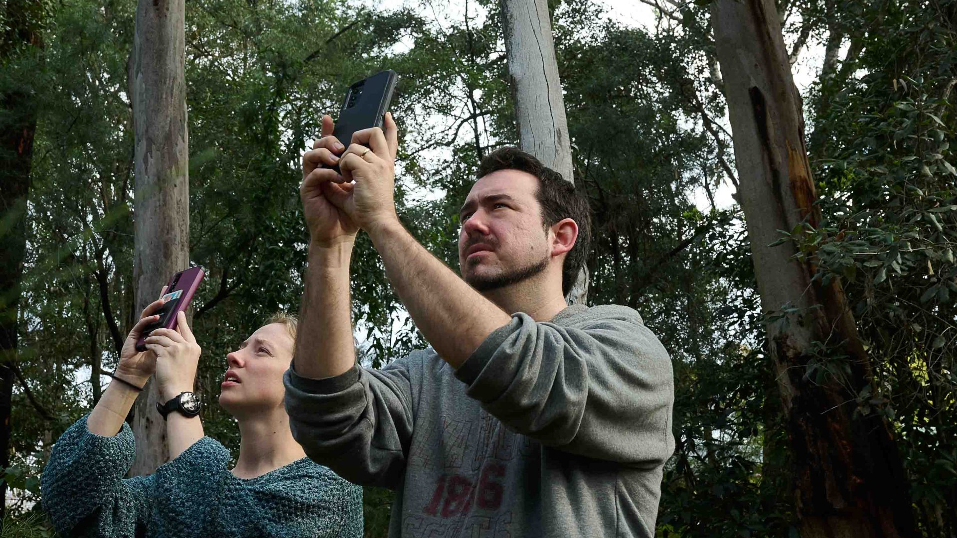 A man and a woman point their phones up to a tree to take a photo.