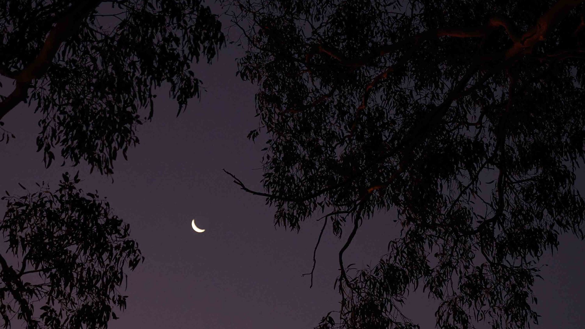 A crescent moon seen through the trees.