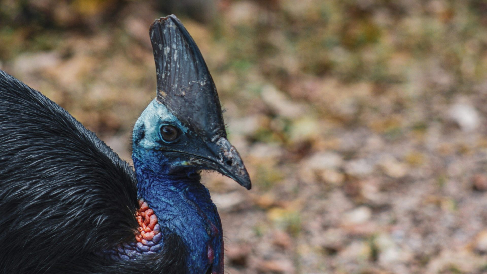 cassowary bird walking in the bush