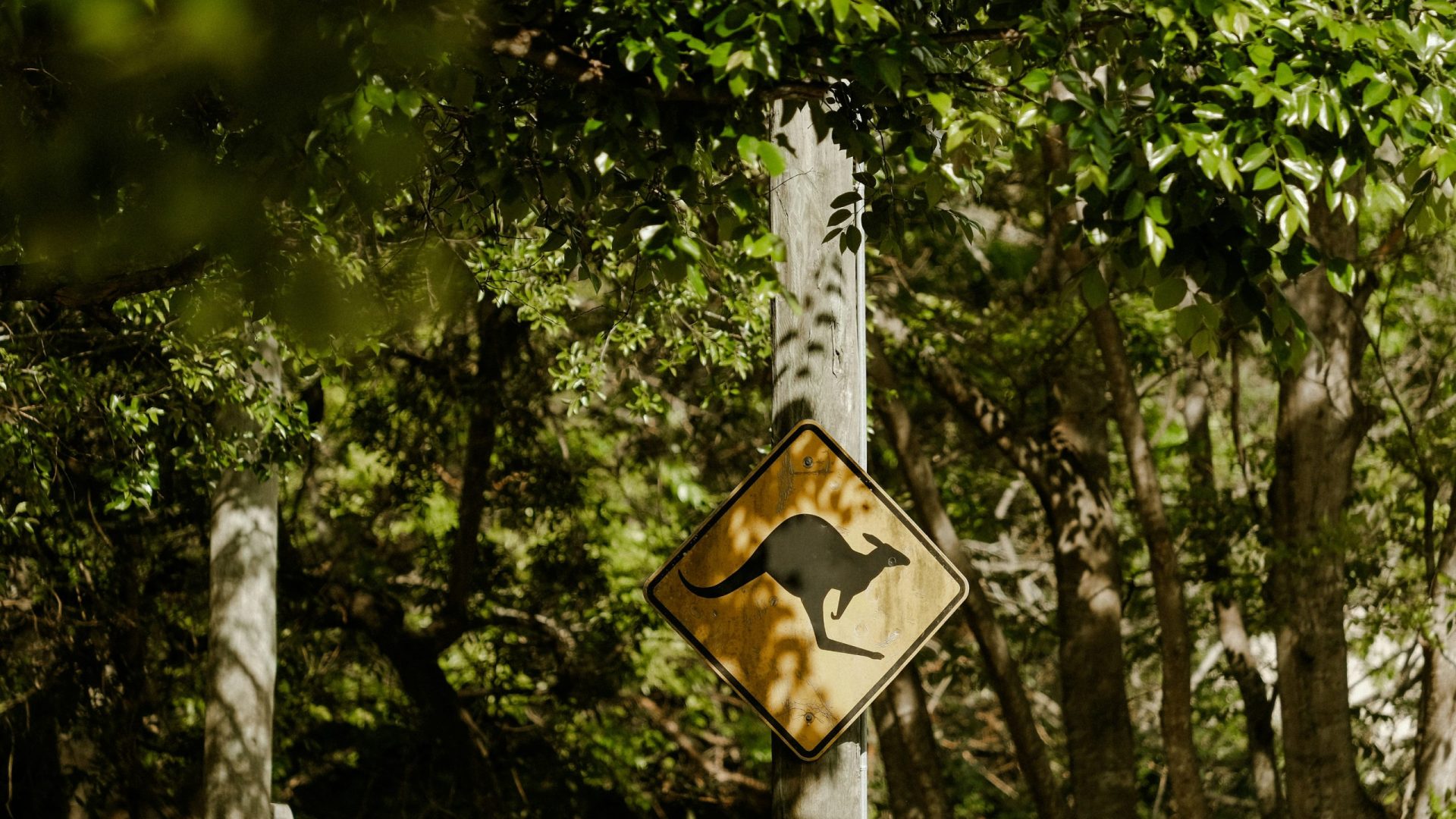 kangaroo crossing road sign