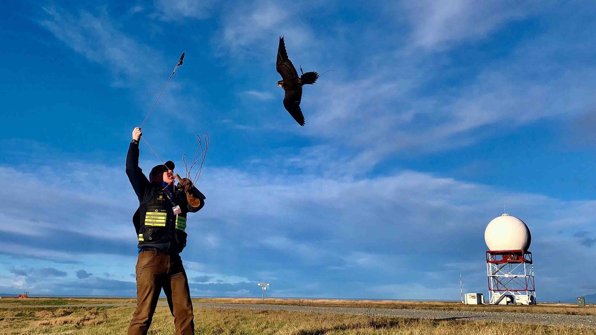 A woman who works for the Raptors, sends one of their birds out to work at the airport.