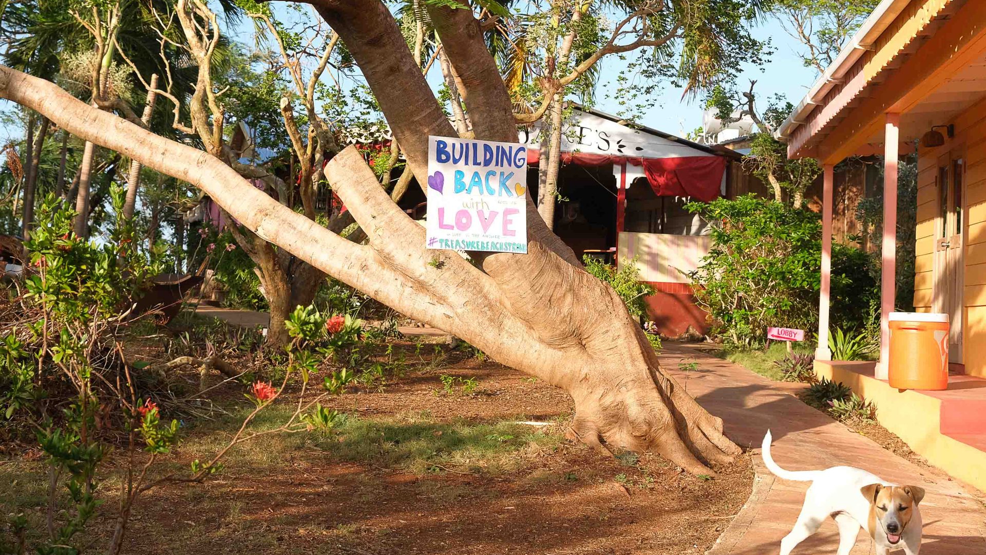 A 'Building back with love' poster on a tree at a home in Treasure Beach. A dog walks past the tree.