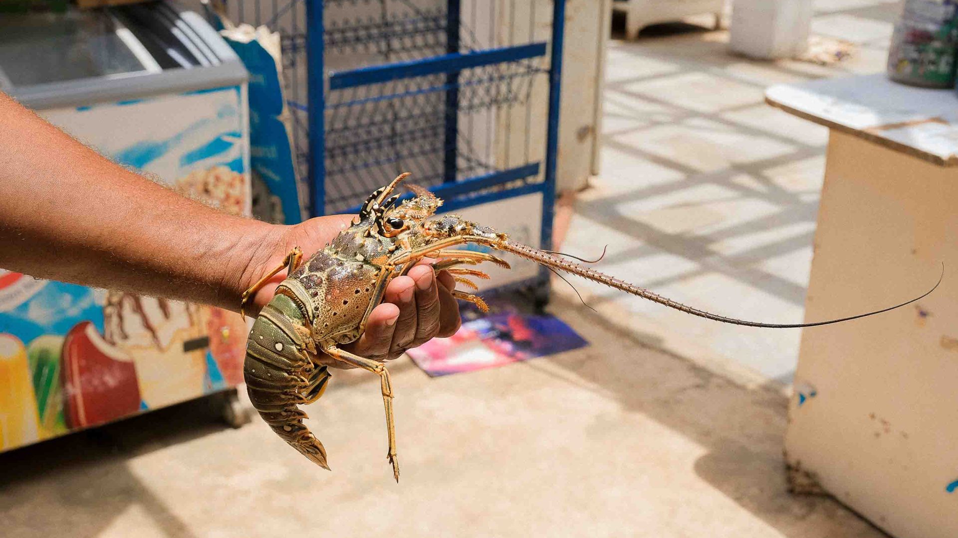 A hand holds a lobster.