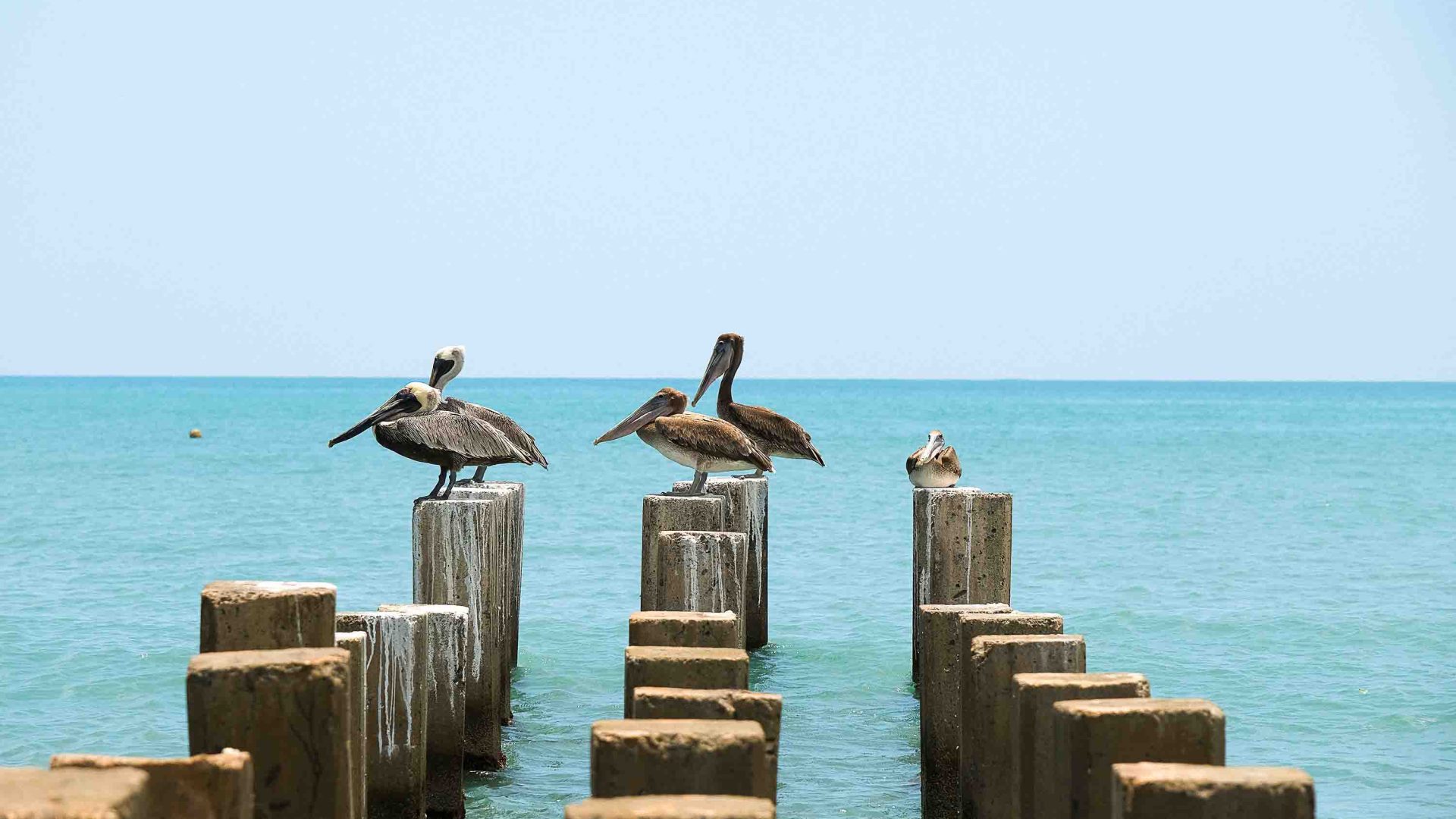 Pelicans by the sea.