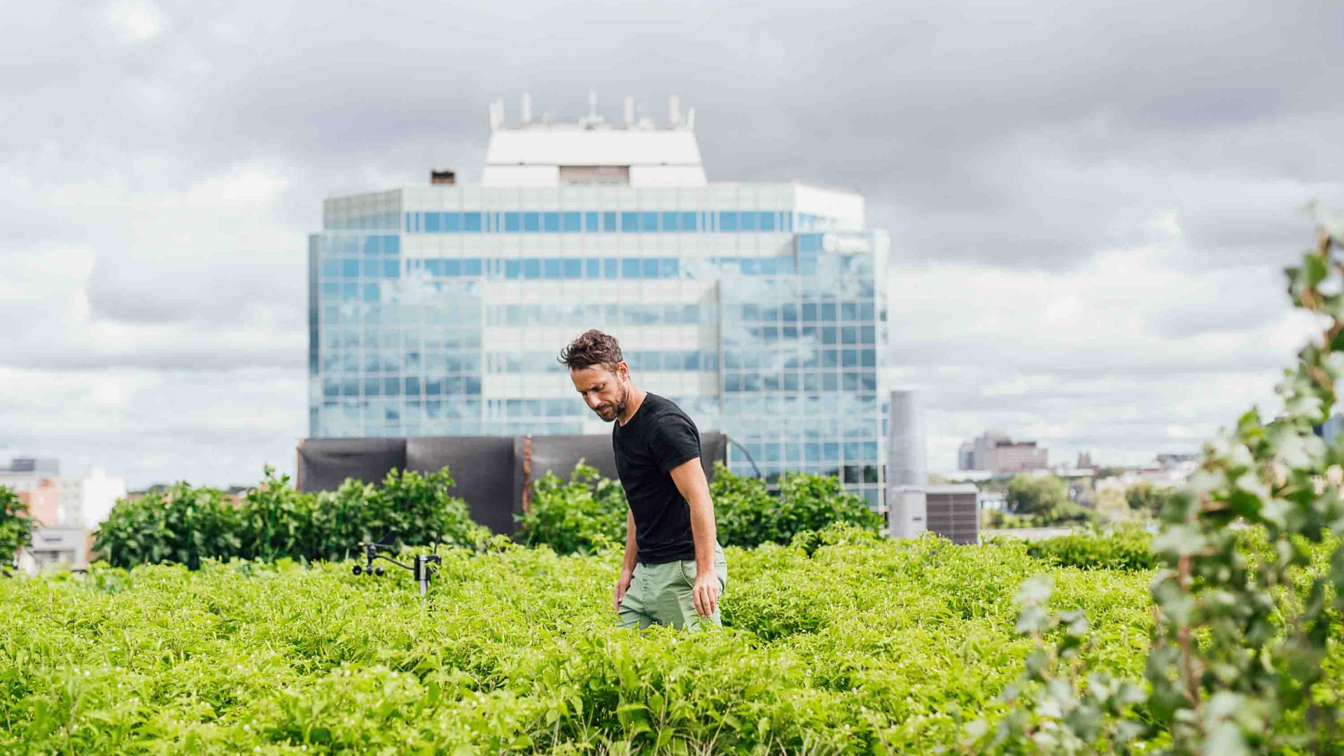 A man works in a rooftop urban food garden.