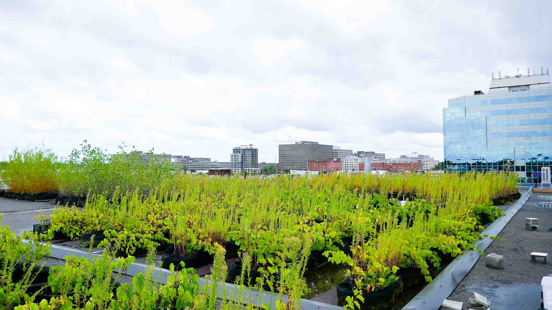 A rooftop farm with urban buildings in the background.