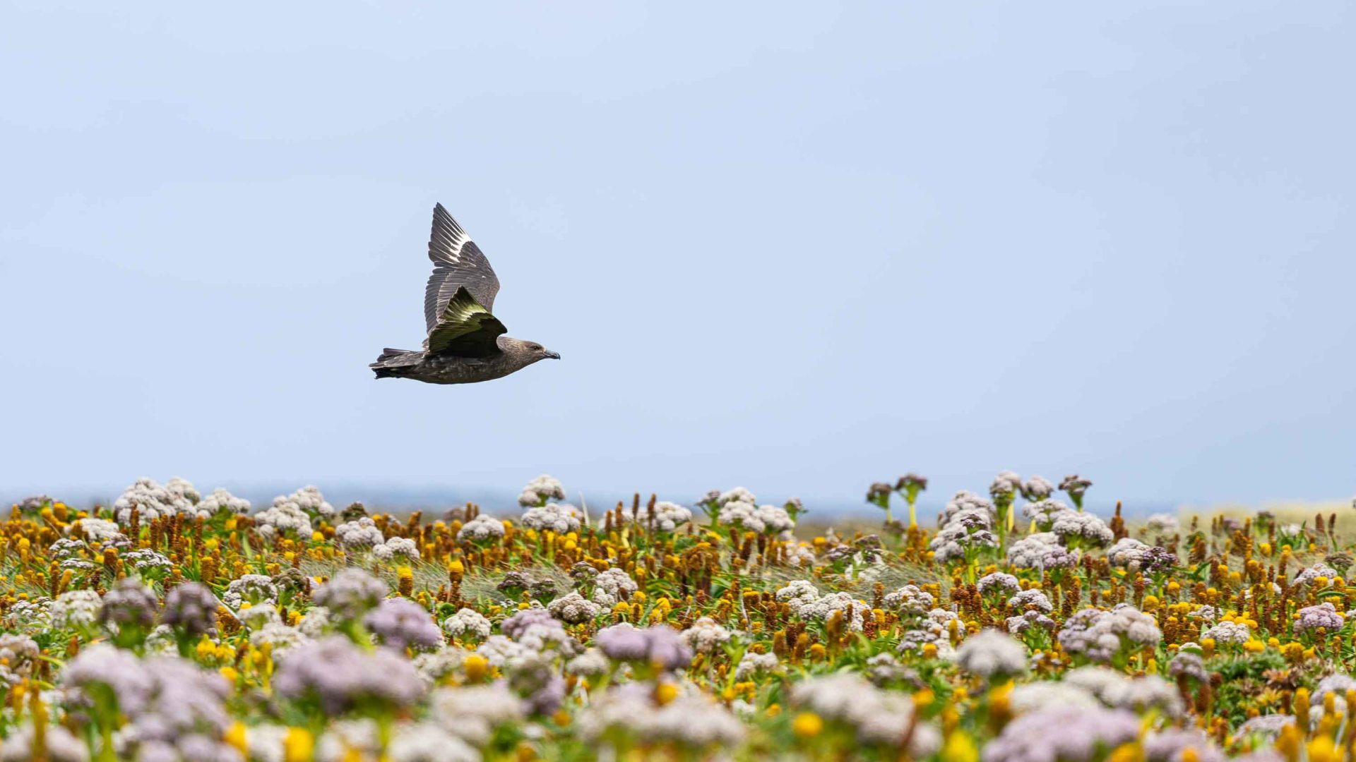 A bird flies above flowers.