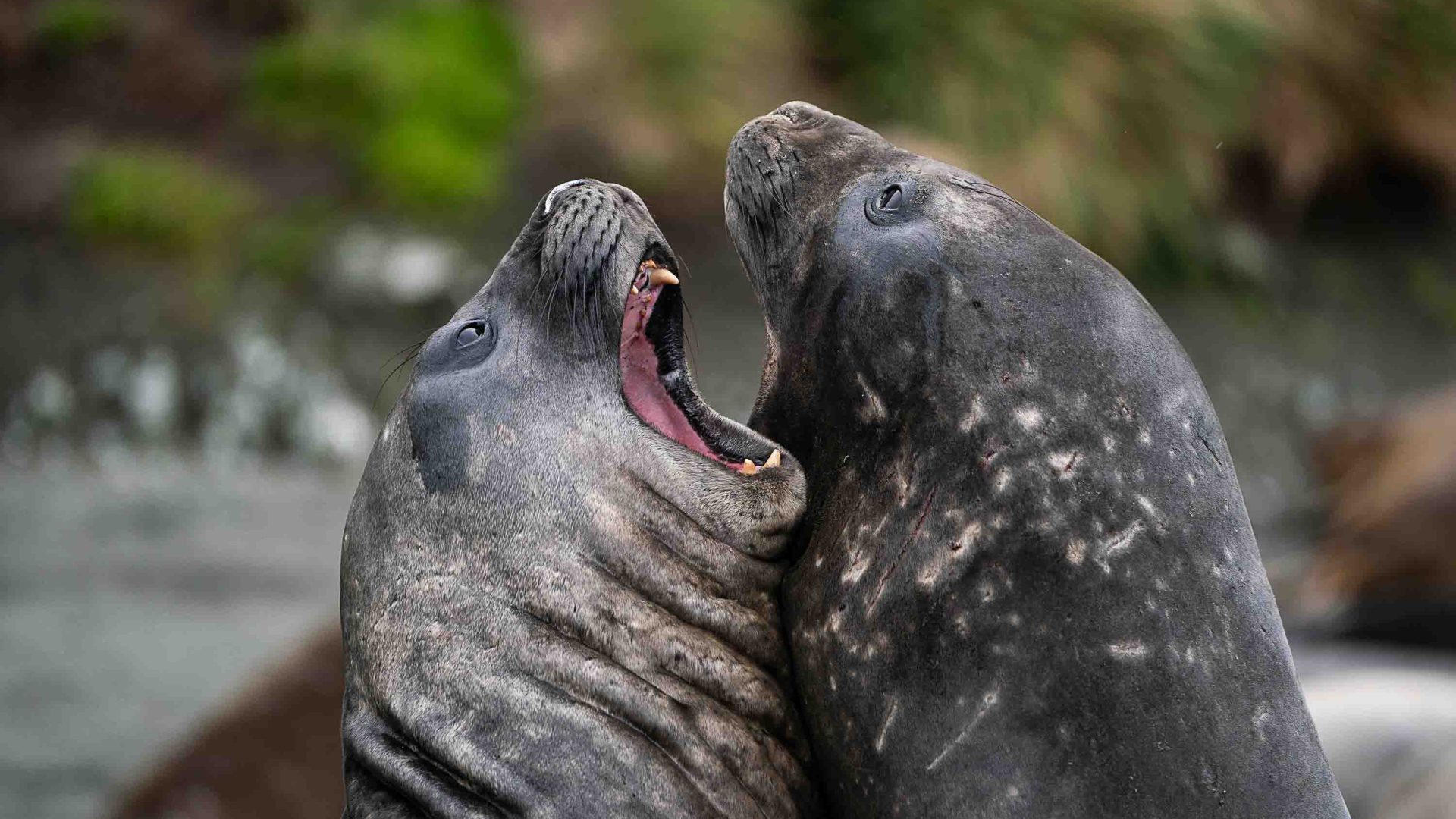 Sea lions get up close to each other and one has its mouth open.