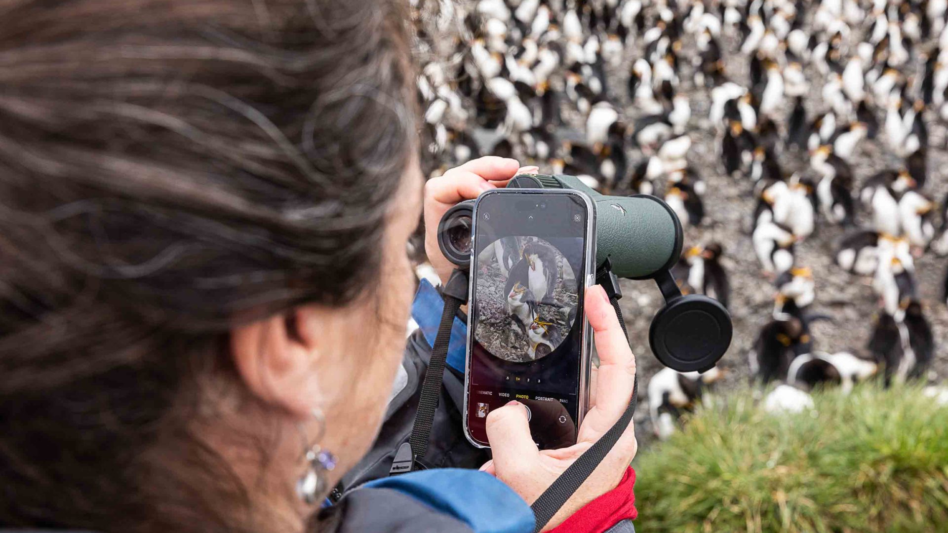 A woman photographs a colony of Royal penguins.