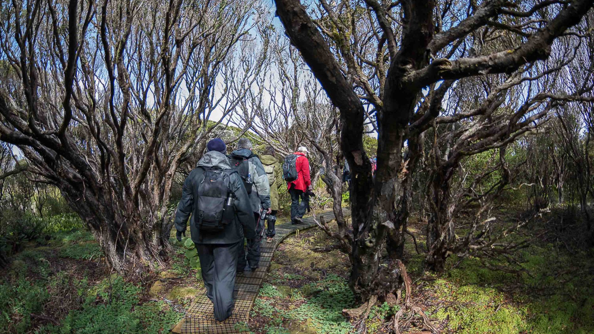 A few people hike through trees.