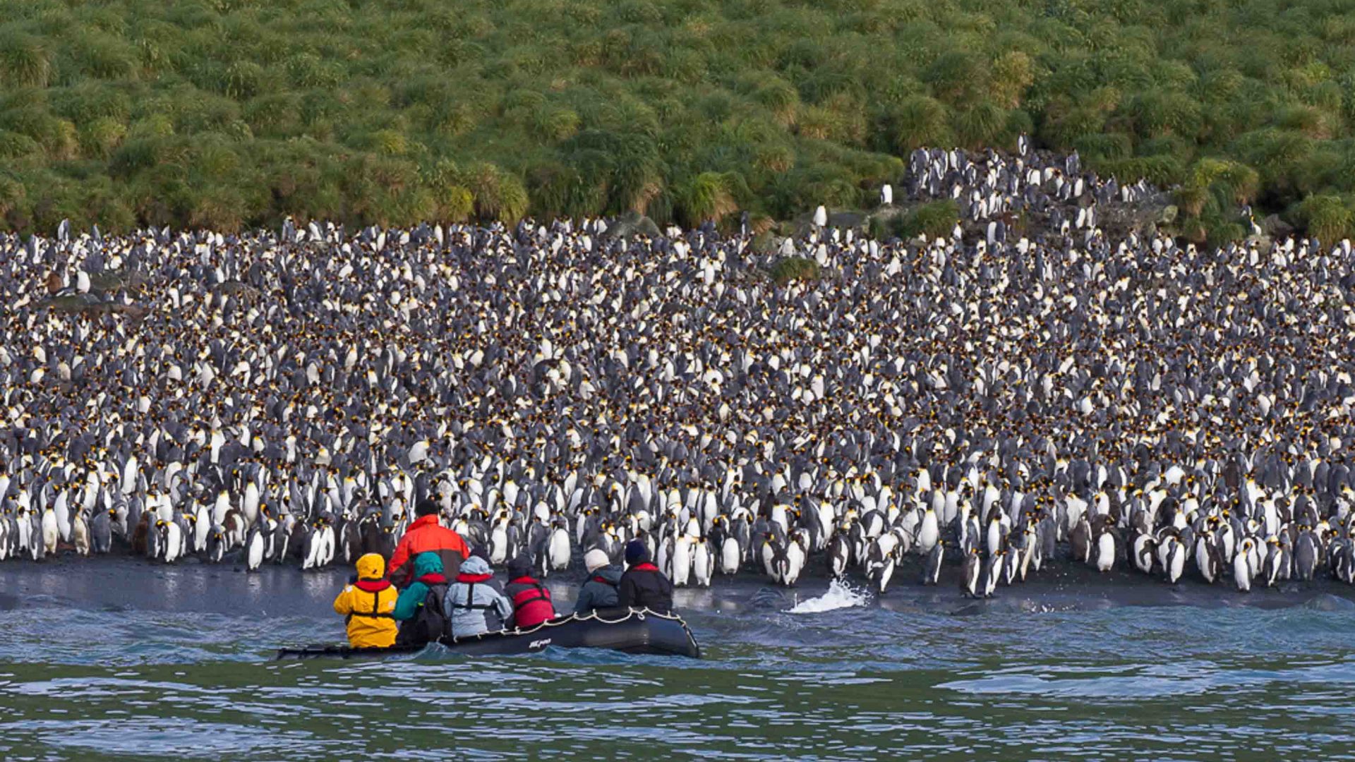 A zodiac heads toward a colony of penguins on land.