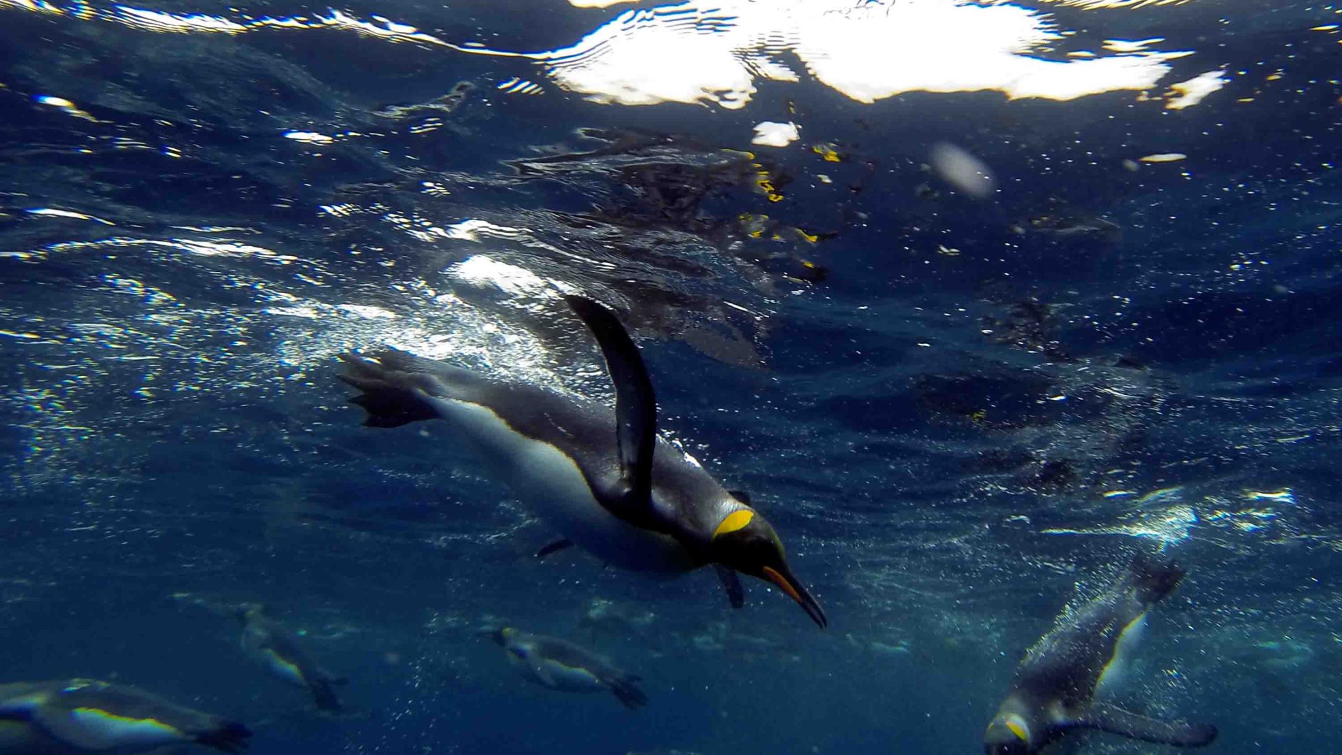 Penguins dive below the water.