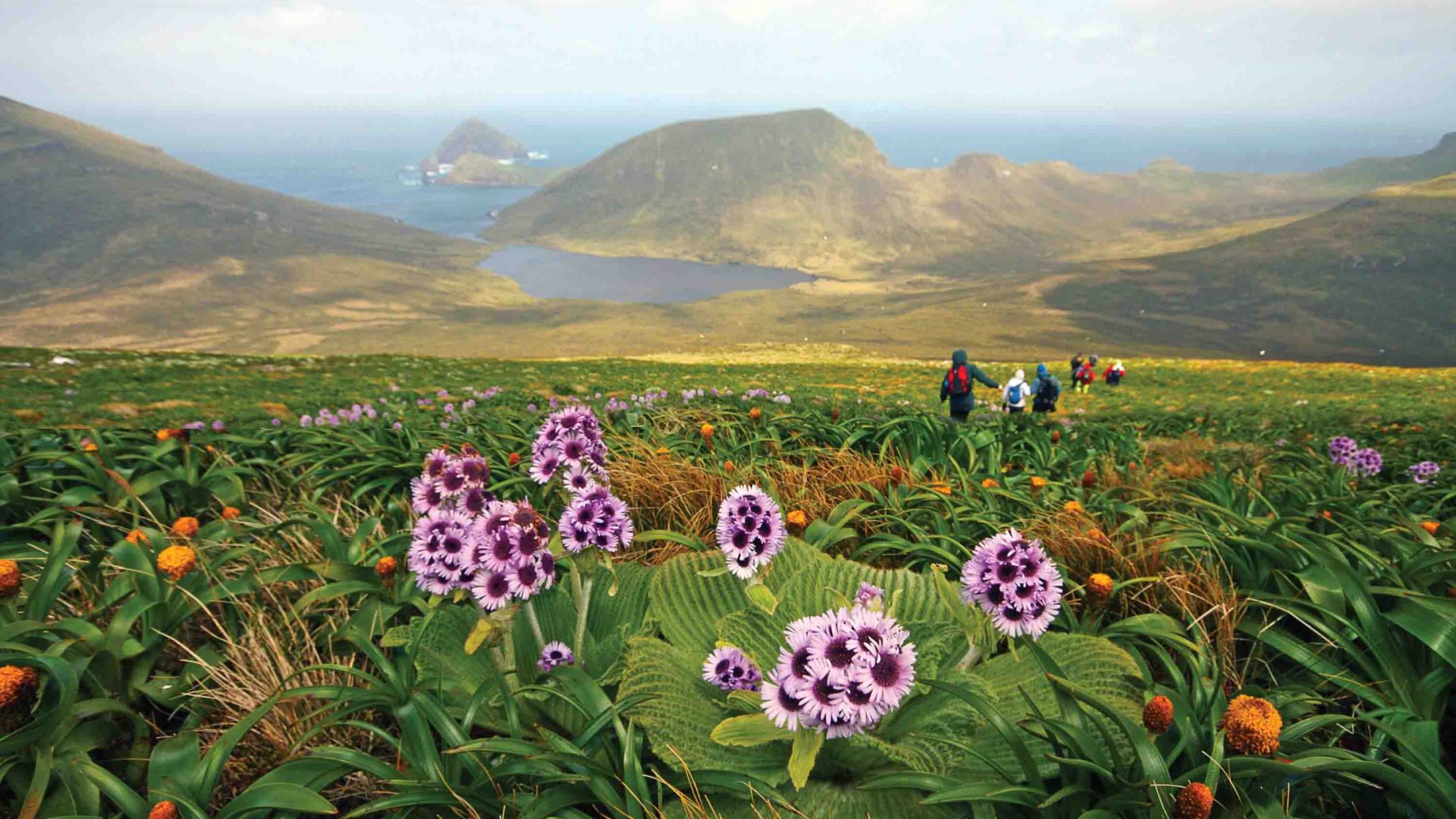 Hikers walk through hills with purple wildflowers.