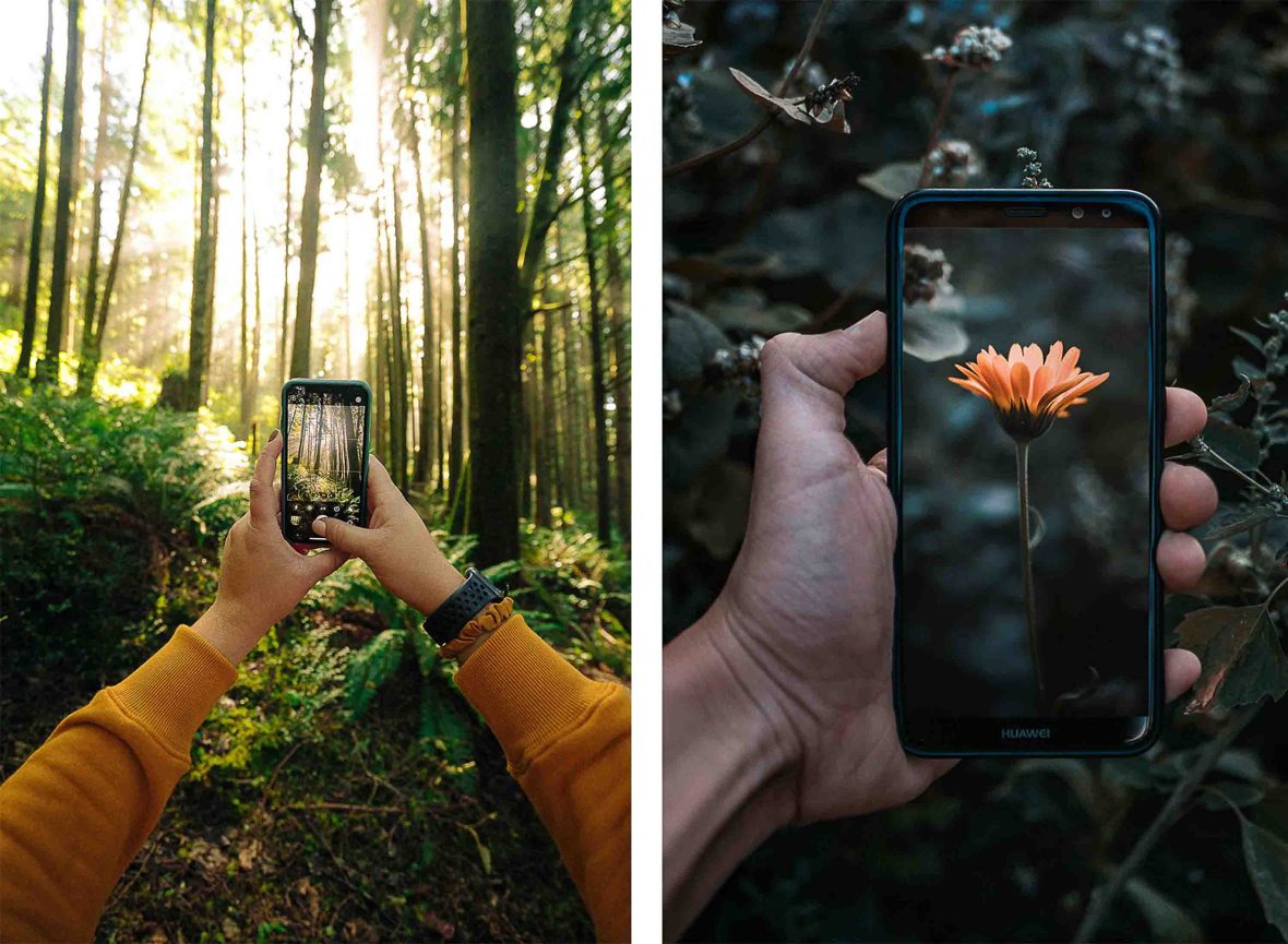 Two different sets of hands point their phones towards a plant.