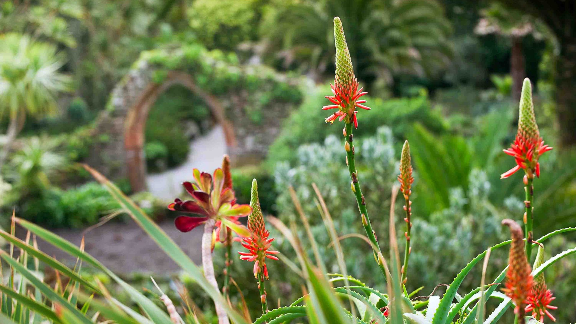 Red and green flowers.