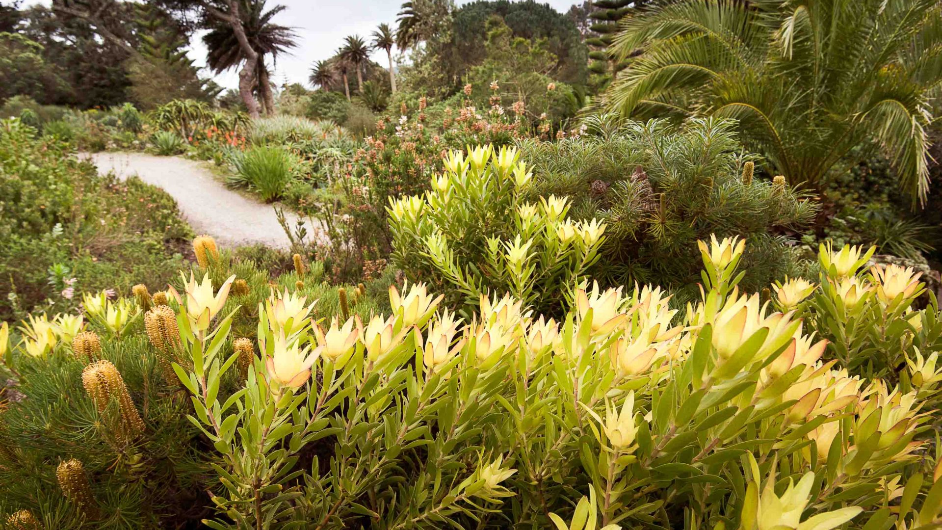 Plants and paths in Tresco Abbey Garden.