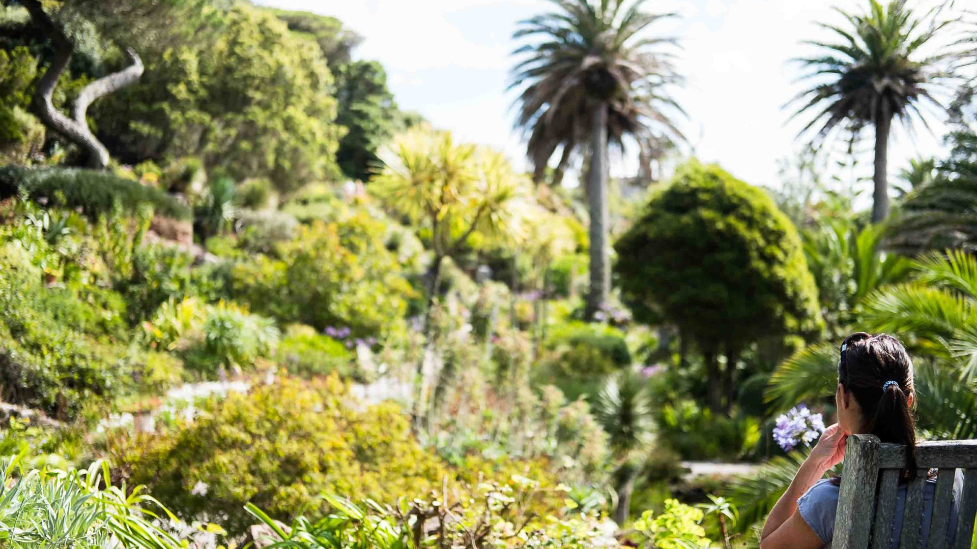 Plants in the gardens.