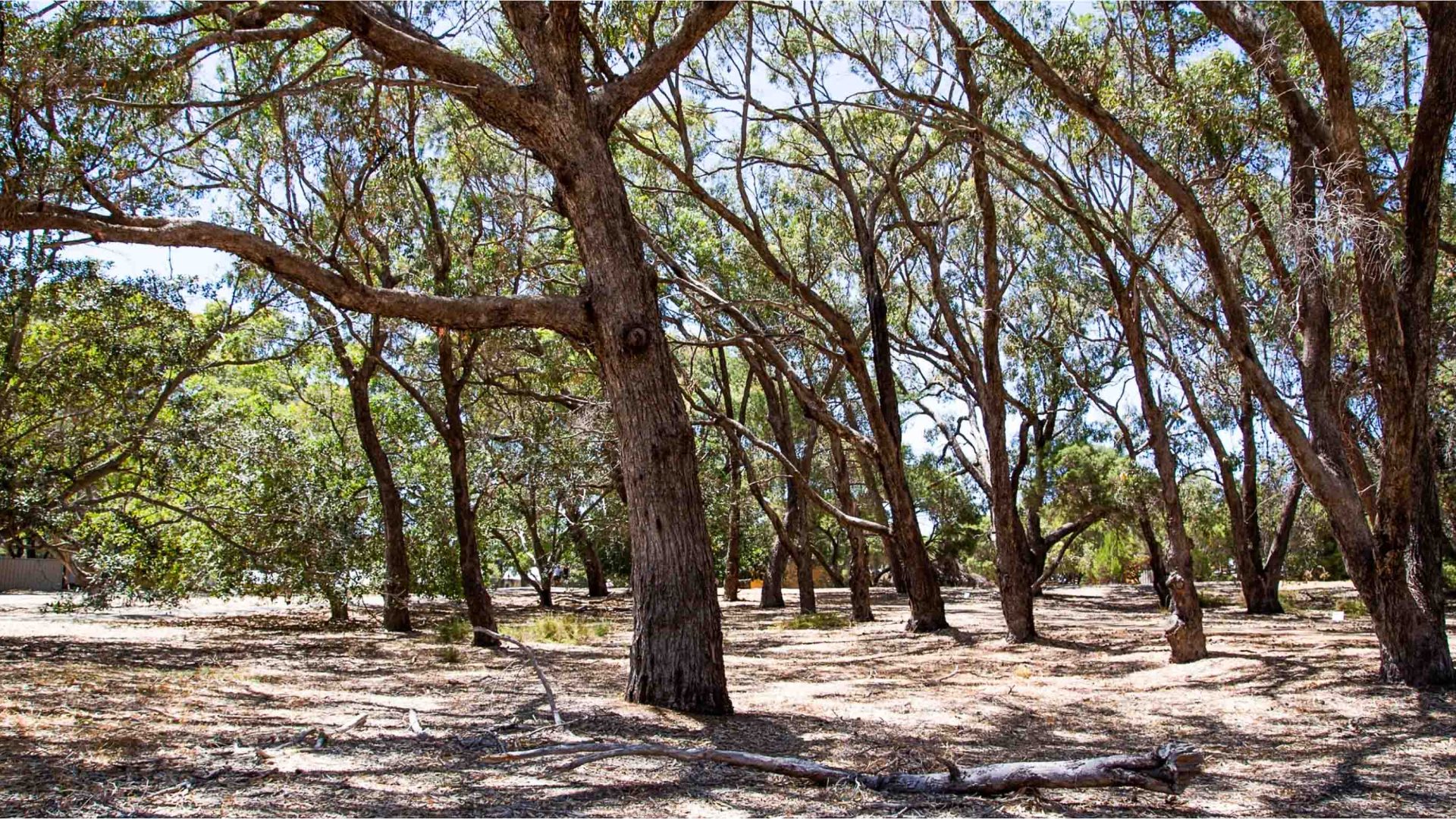 Native Australian trees cast shadows over the ground where a burial site rests.