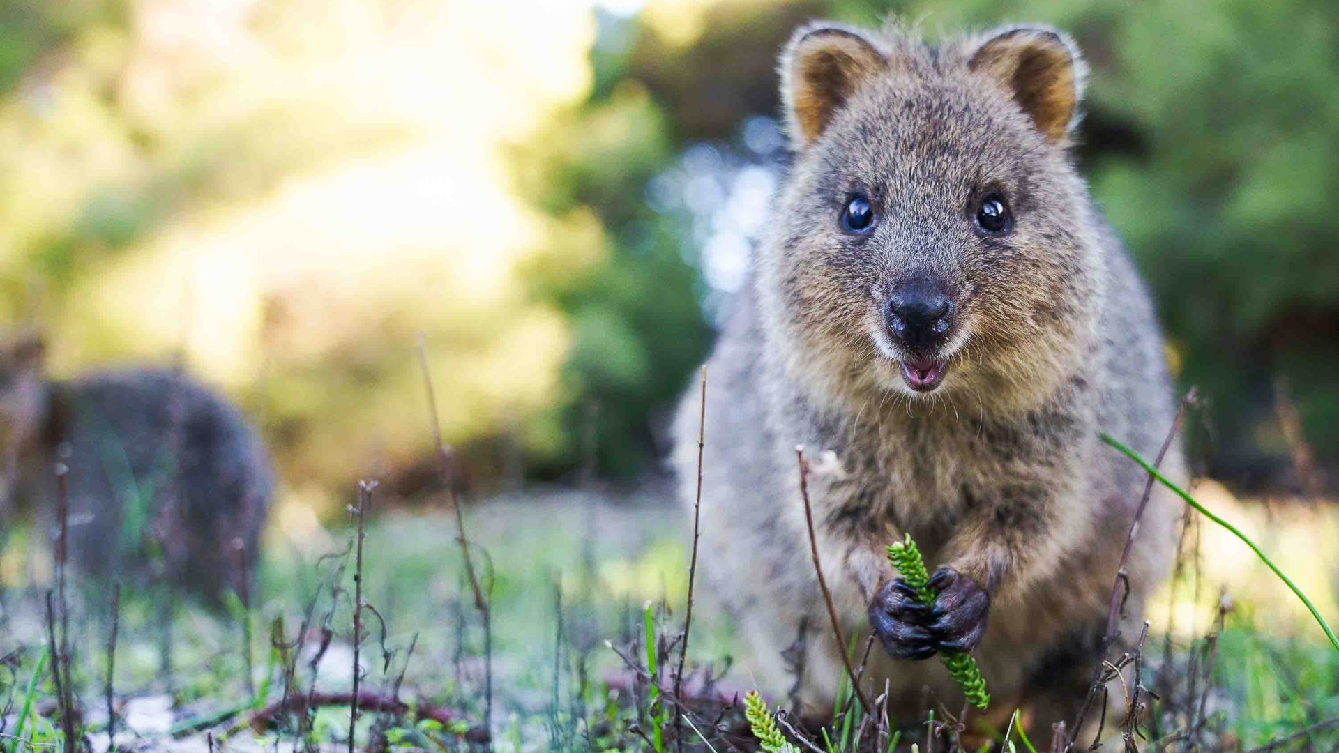 A quokka against a leafy backdrop.