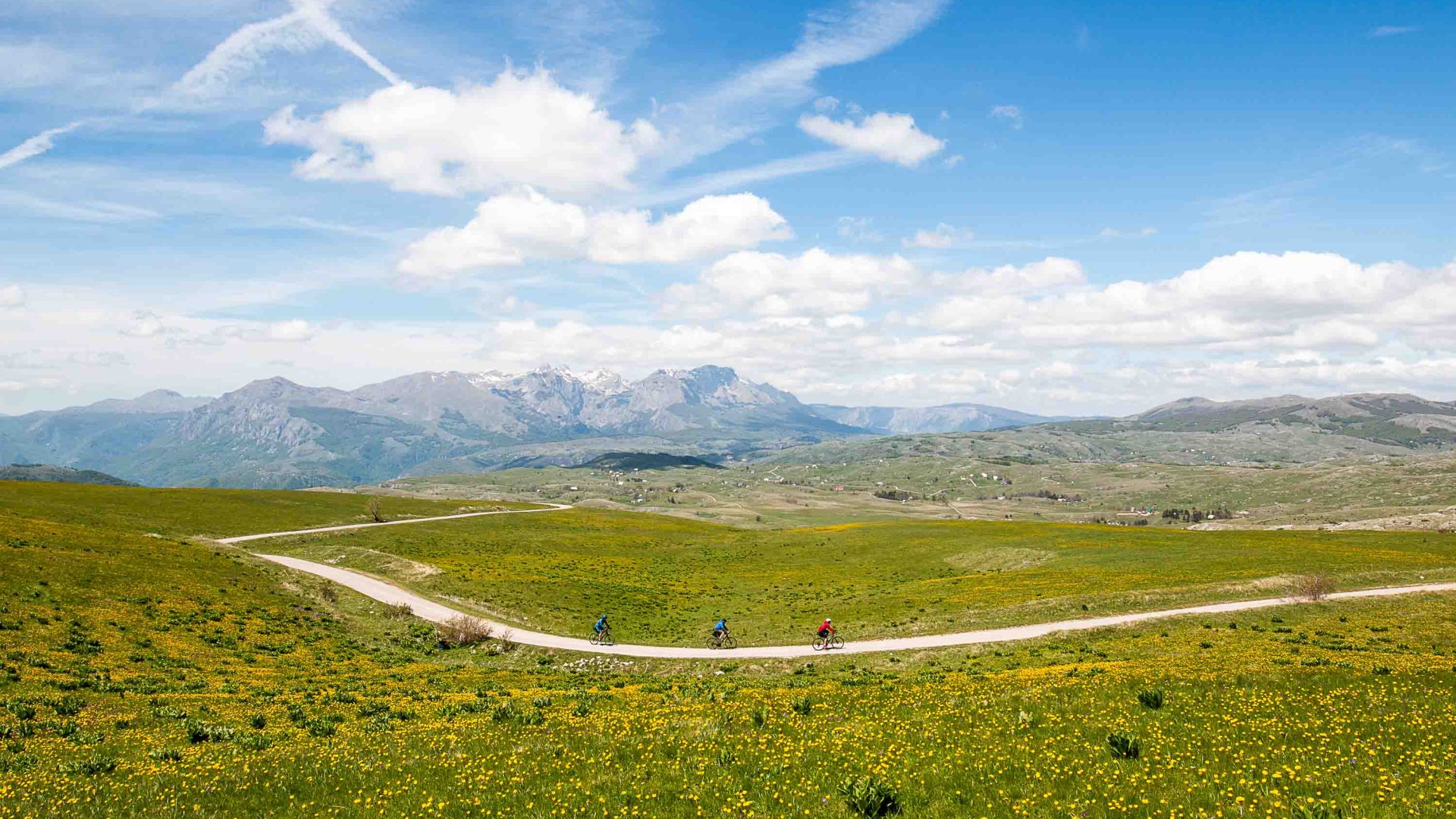 Cyclists ride through a field of yellow flowers.