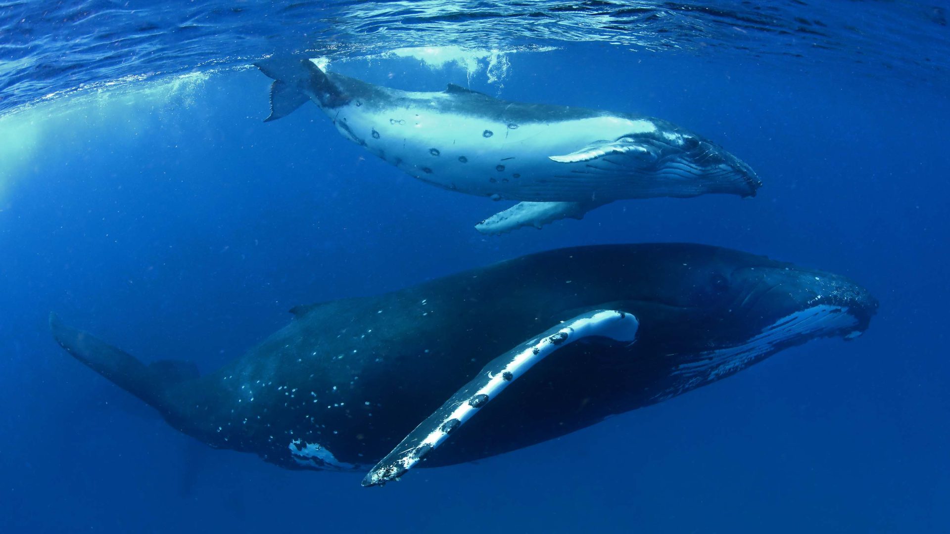 Two whales swim in blue water.