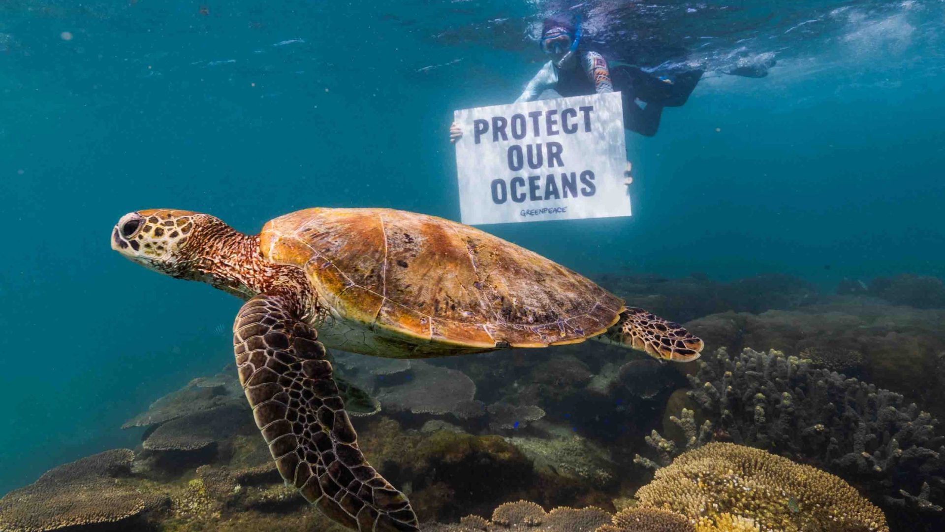 Australia’s oceans need more than our awe: They need our protection