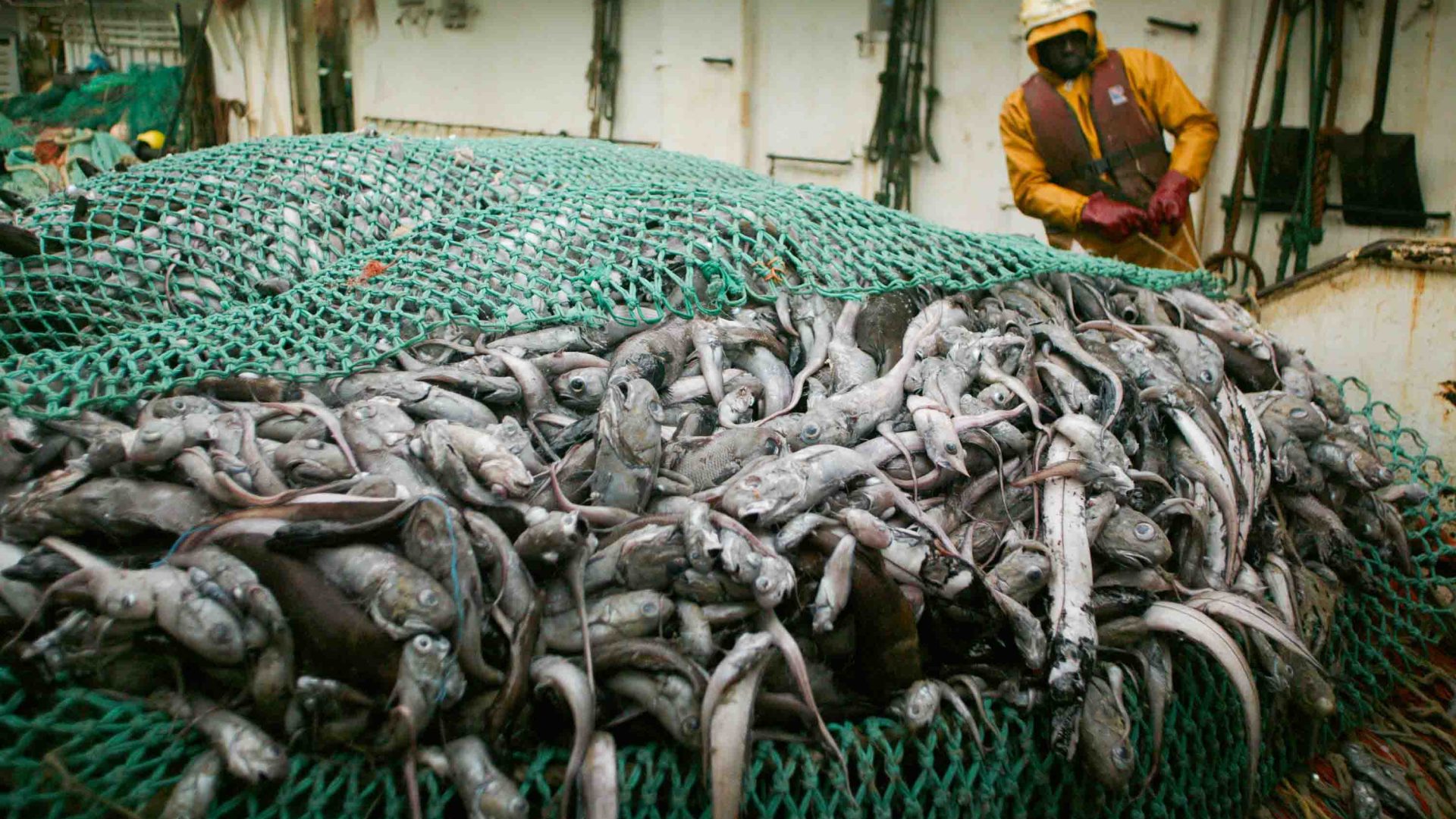 A net filled with fish from bottom trawling.