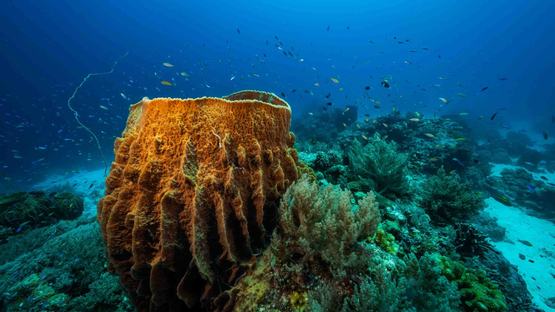 Barrel sponge surrounded by soft corals and fish.