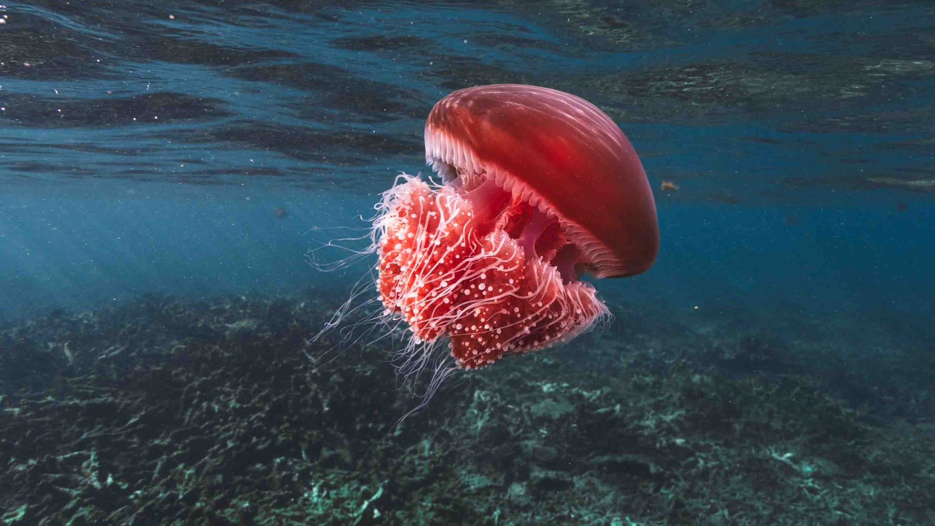 A red jellyfish floating through blue water.