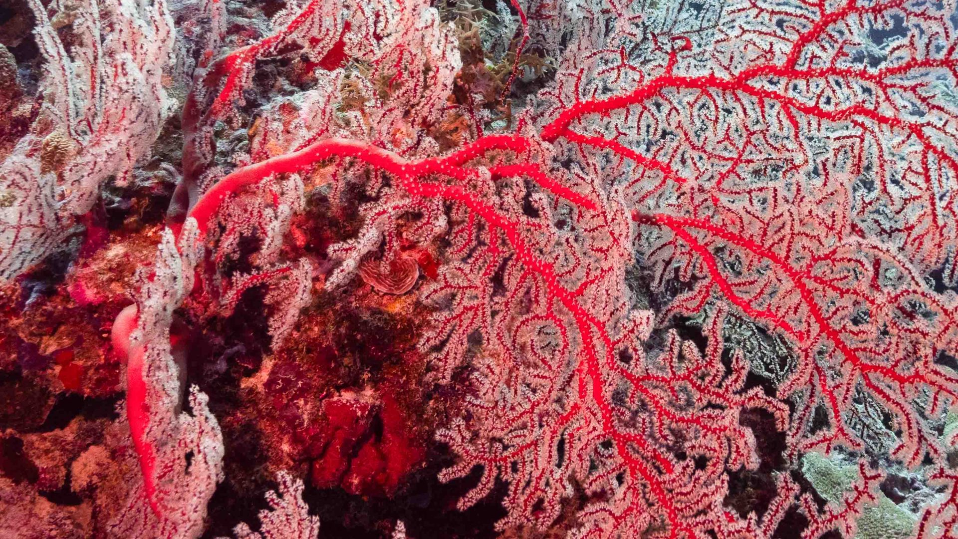 Red sea fan coral on a reef.