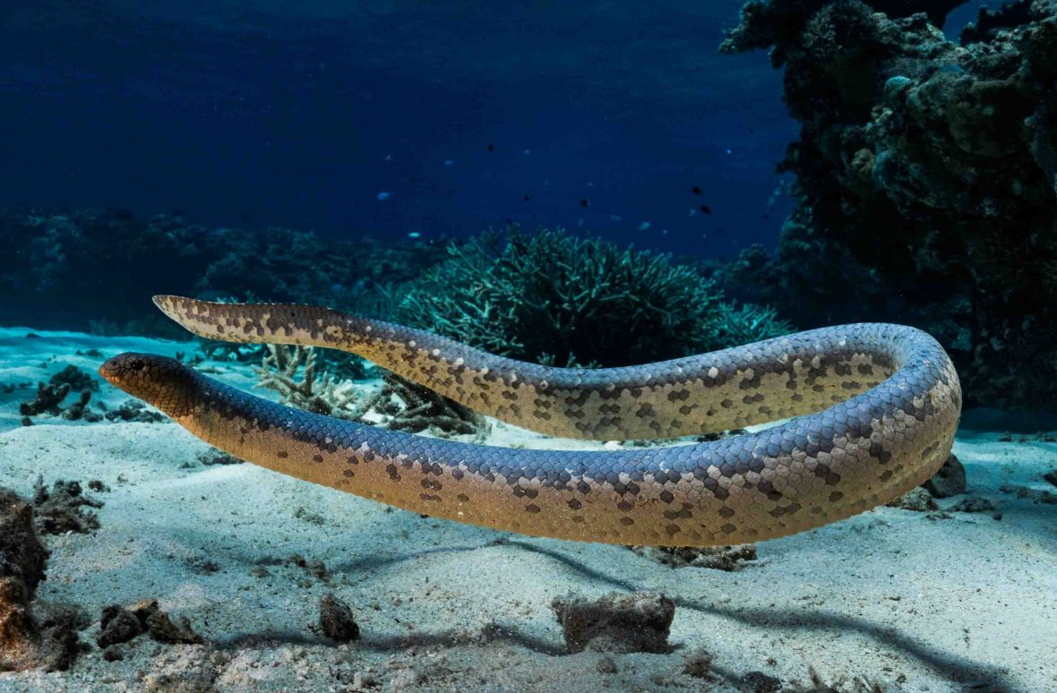 An olive seasnake in the water.