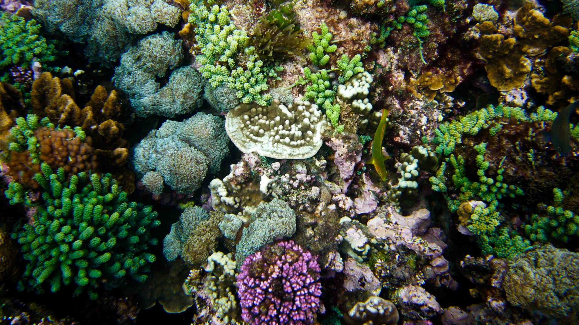 Colourful coral.