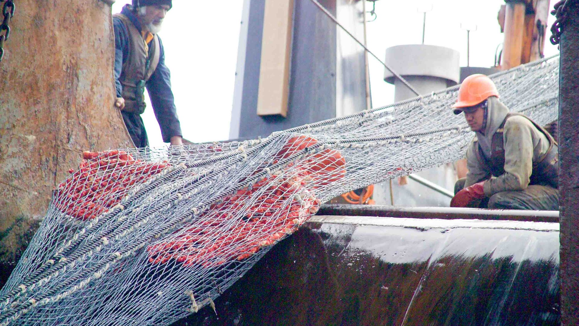 A large piece of Paragorgia coral is hauled aboard a trawler by two men.