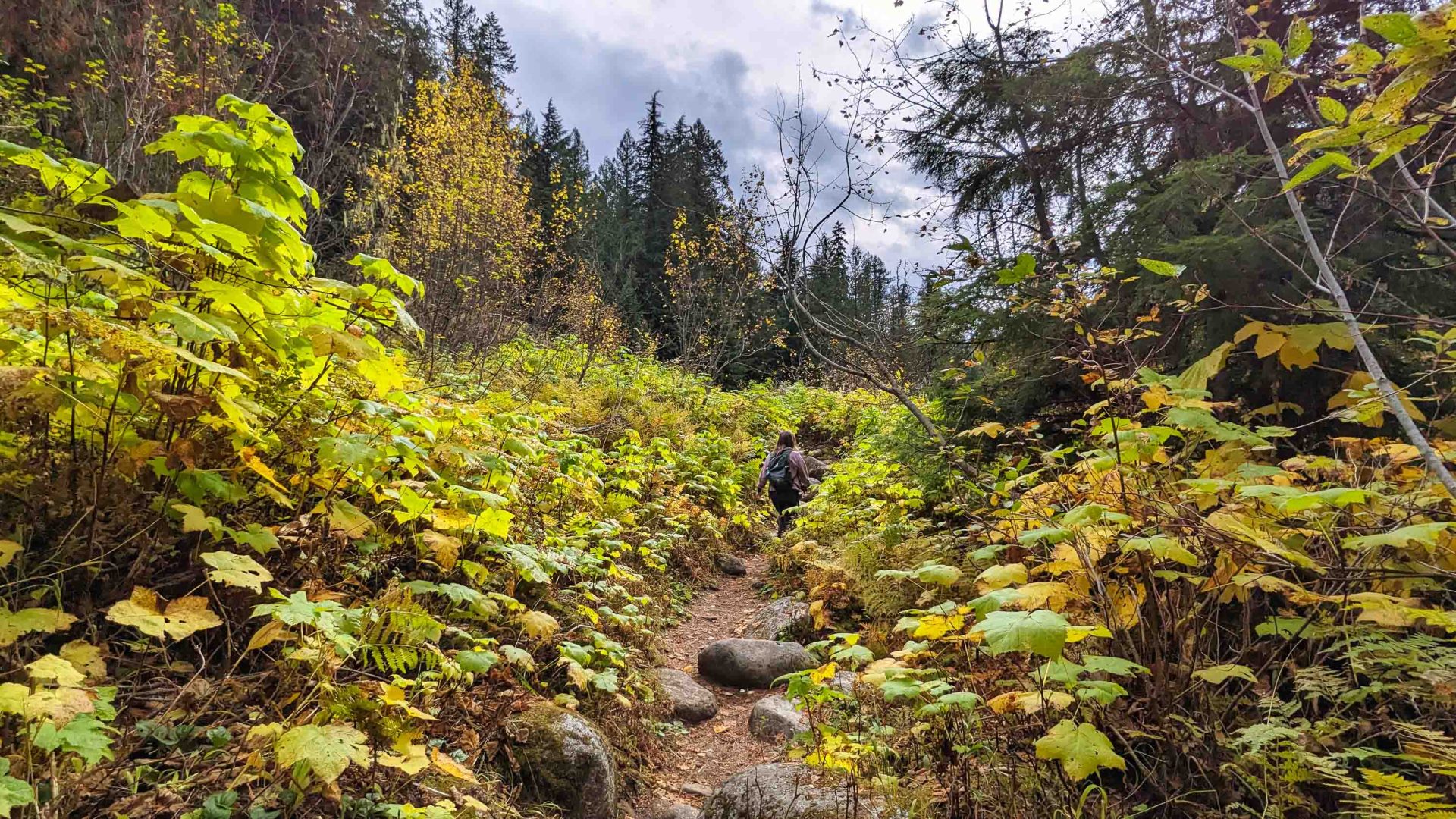 A person walks through forest.