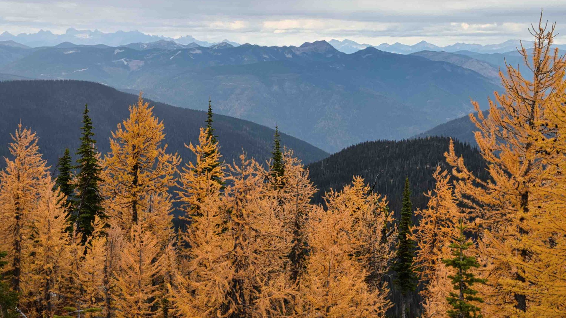 Yellow tones trees in the foreground and green covered mountains in the background.