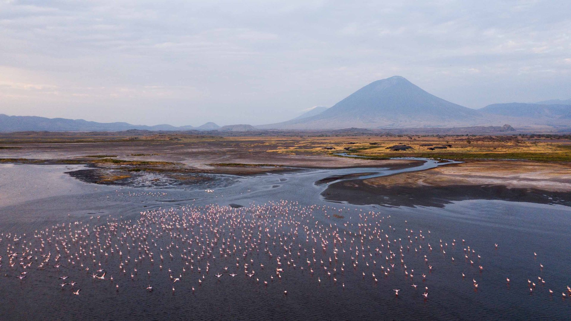 Thousands of Lesser flamingoes dot the water of Lake Natron. OI Doinyo Lengai stands tall in the background.