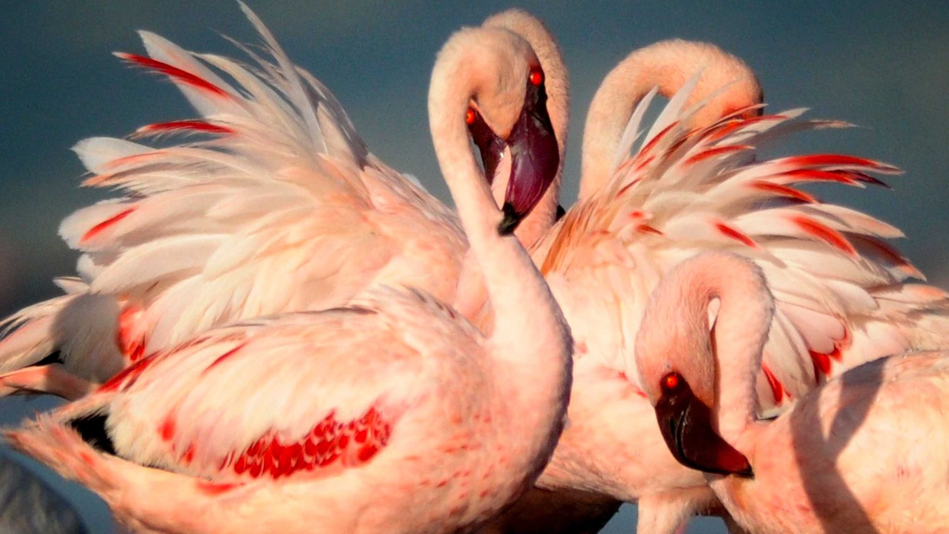 A number of pink Lesser Flamingos up close.