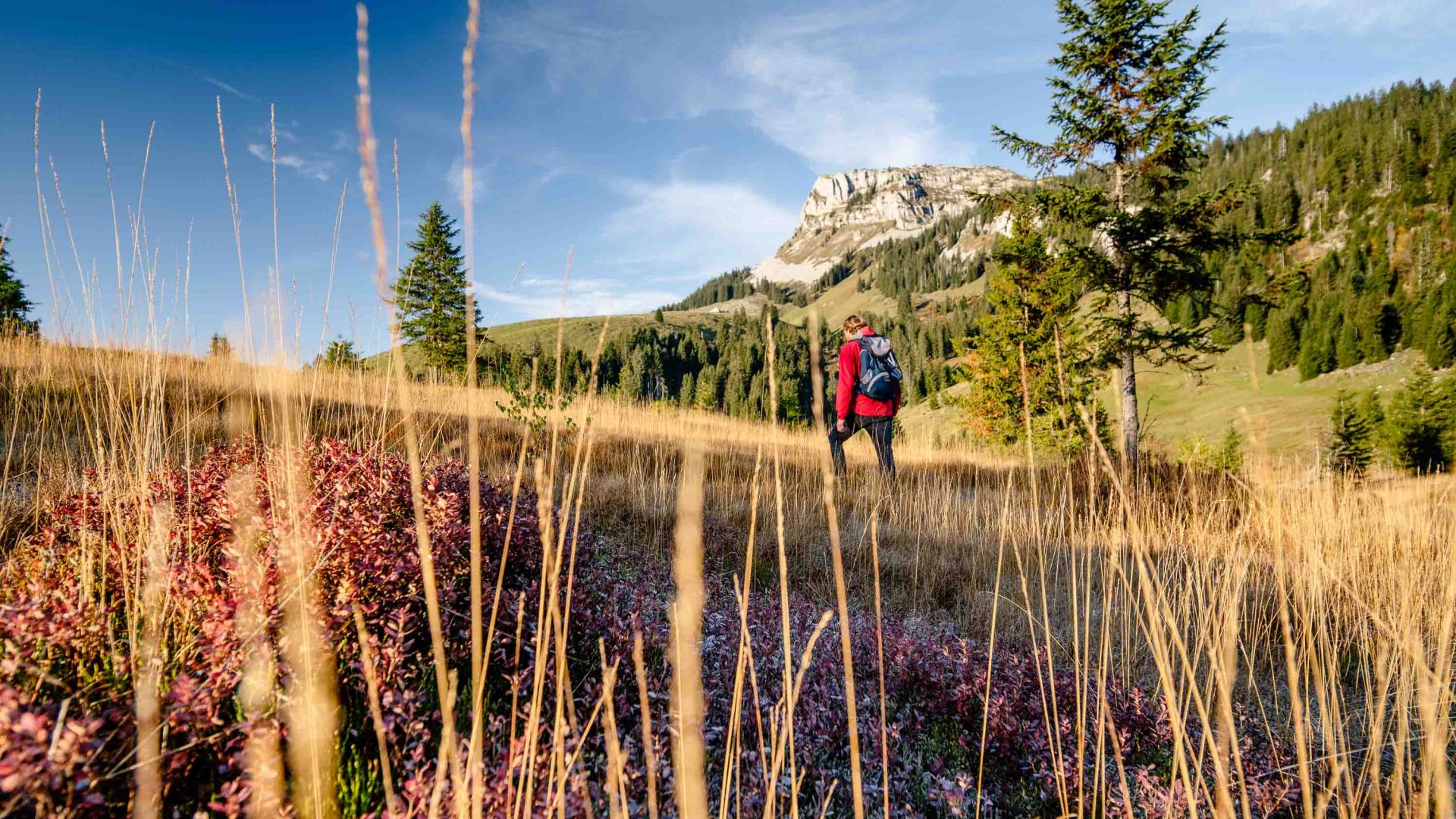 A hiker walks up a hill on her own, through dry grasses.