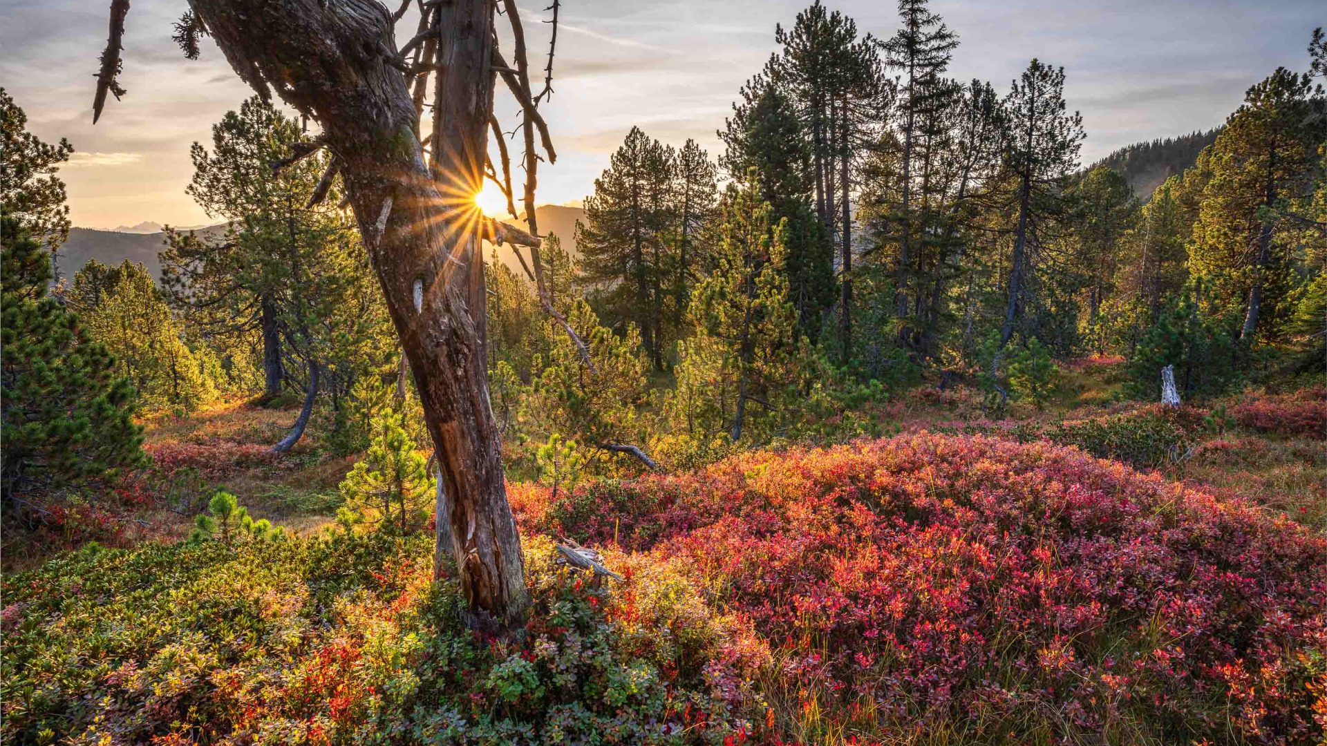 Sun shines through from behind a tree, lighting up some red plants on the ground.