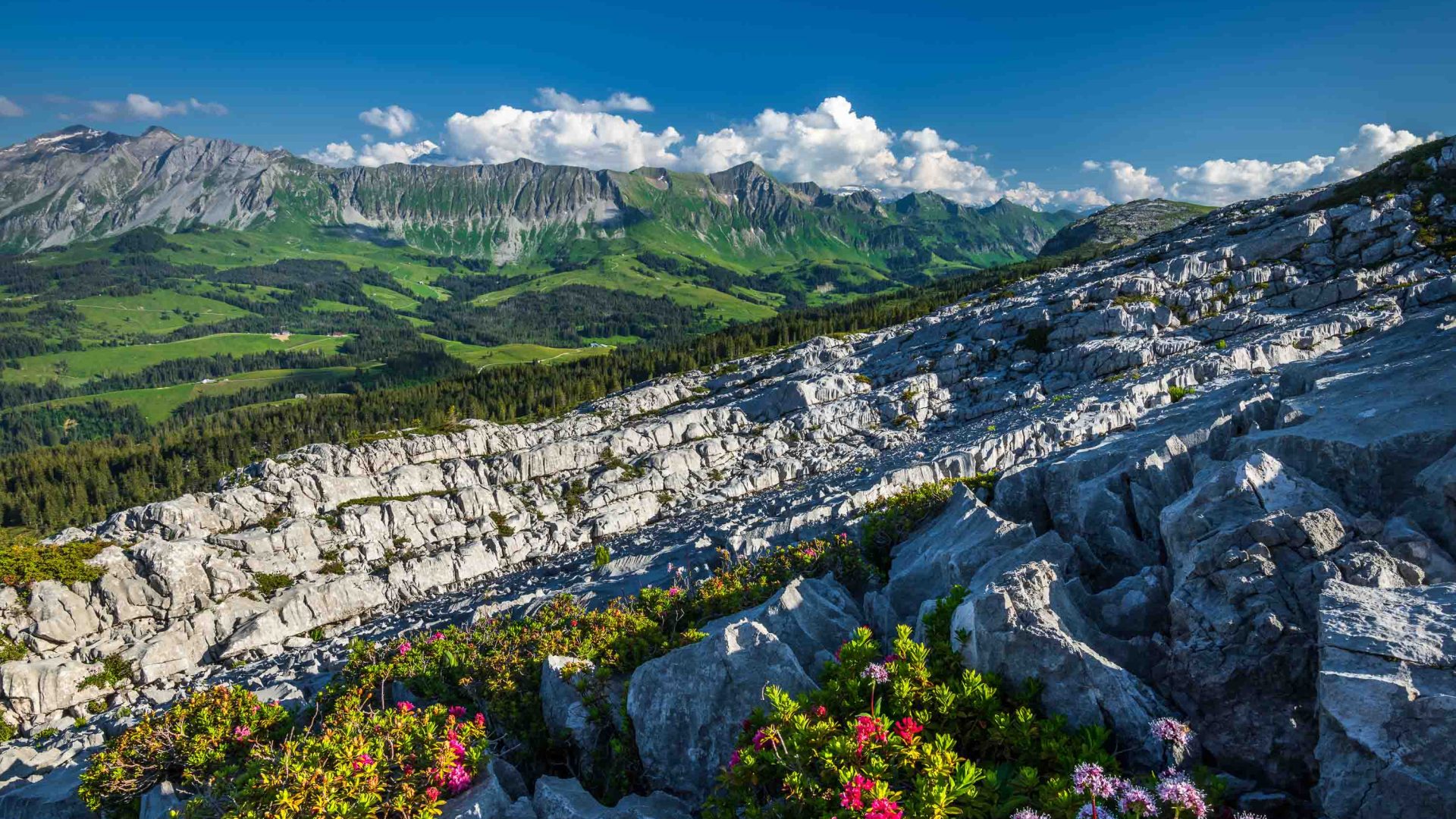 Dramatic cliffs and valleys dotted with red flowers.