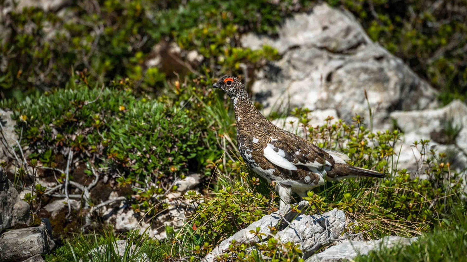 A black and white bird on a rock.