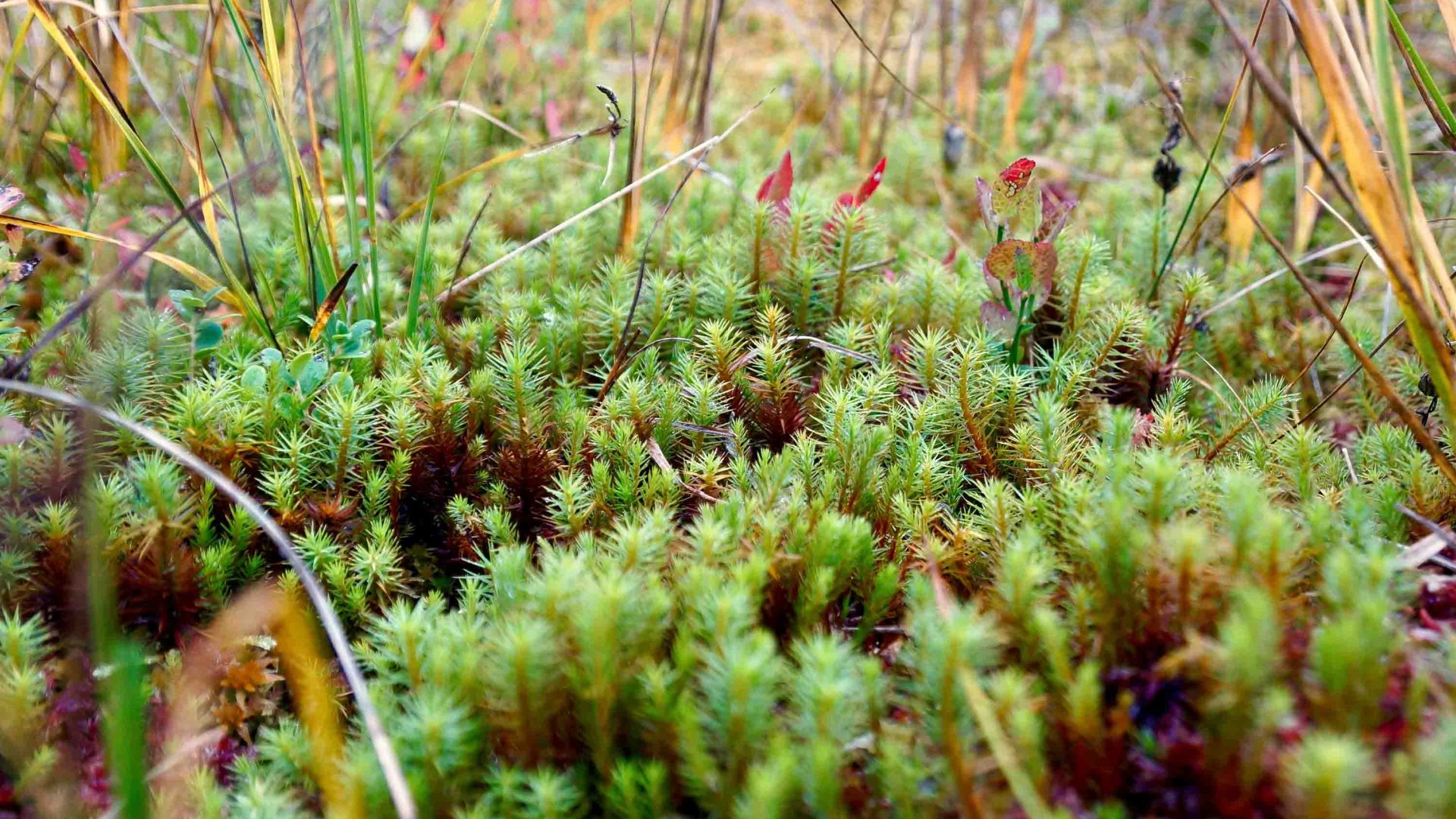 Small green plants in the peatlands.