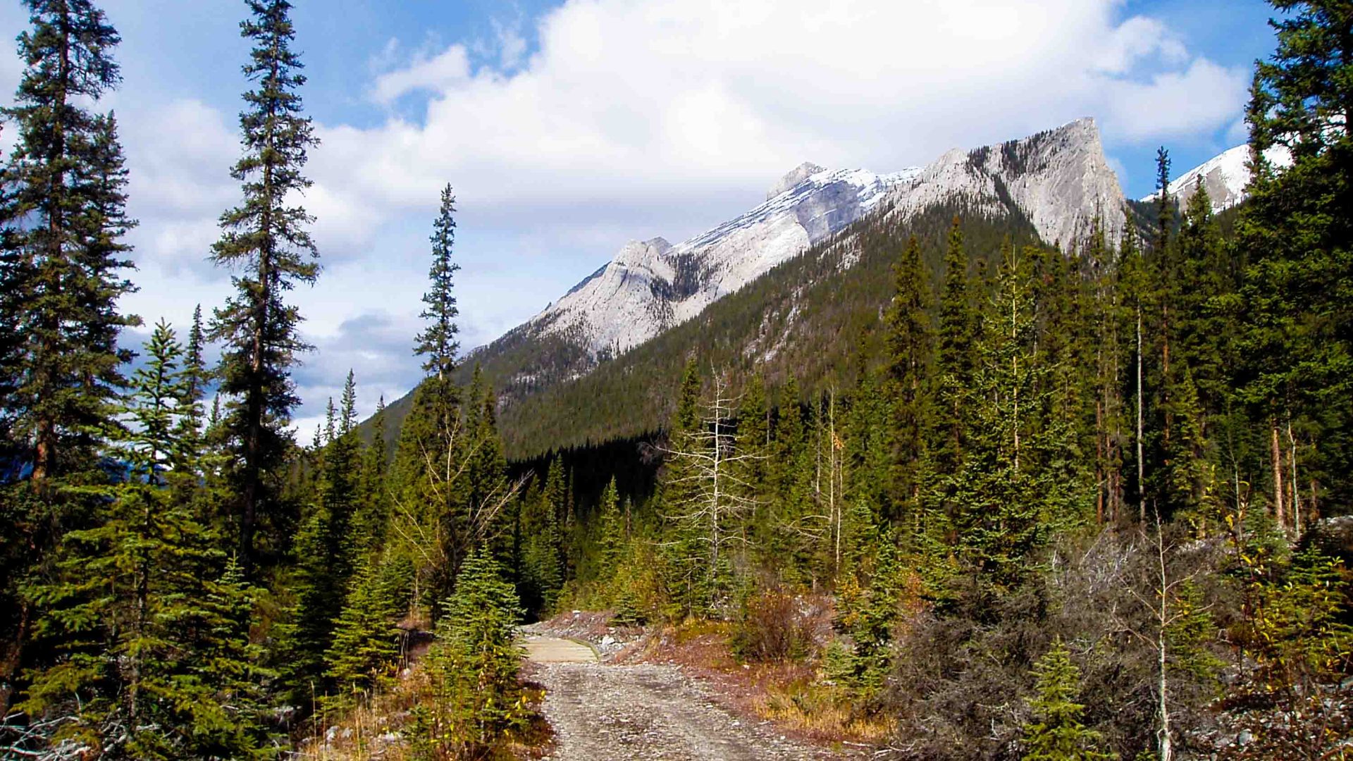 A trail passes through pines toward a snowy mountain.